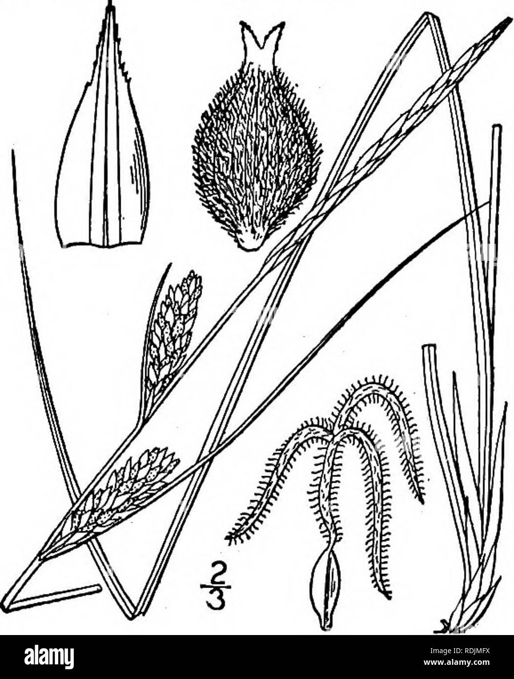 . An illustrated flora of the northern United States, Canada and the British possessions, from Newfoundland to the parallel of the southern boundary of Virginia, and from the Atlantic Ocean westward to the 102d meridian. Botany; Botany. Genus 18. SEDGE FAMILY. 427 200. Carex lanuginosa Michx. Woolly Sedge. Fig. 1067. Carex lanuginosa Michx. Fl. Bor. Am, 2: 175. 1803. C. filiformis var. latifolia Boeckl. Linnaea 41: 309. 1876. Carex filiformis var. lanuginosa B.S.P. Prel. Cat. N Y. (n.. 1888. J Carex lanuginosa var. kansana Britton, in Britt. &amp; Br. 111. Fl. 1: 305- 1896. , Culm usually rath Stock Photo
