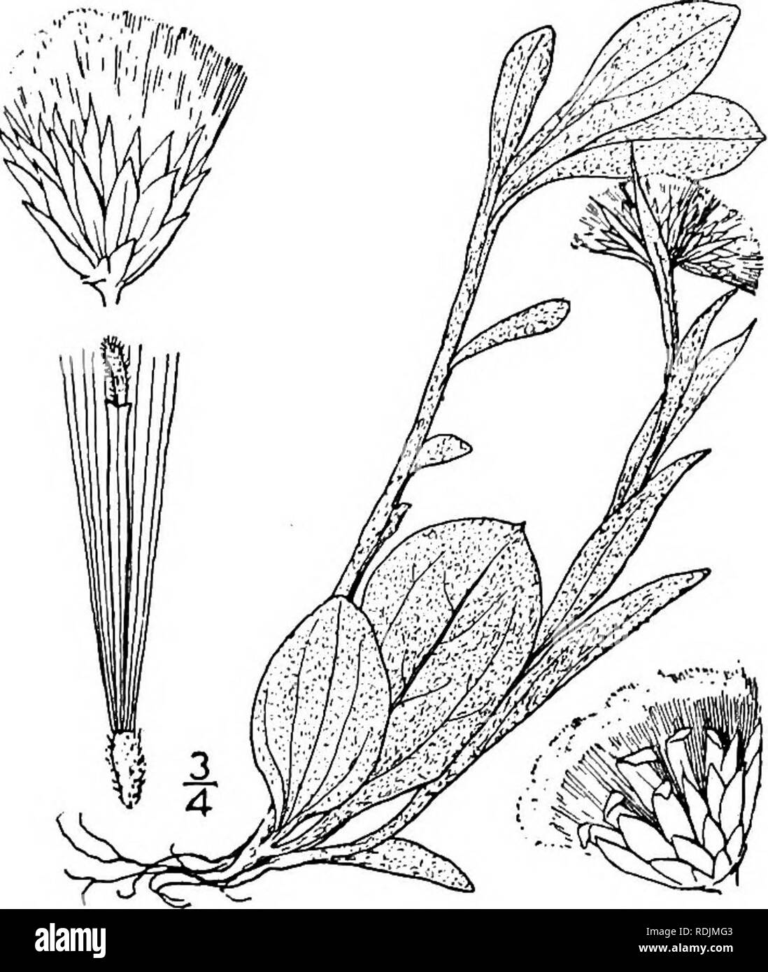 . An illustrated flora of the northern United States, Canada and the British possessions, from Newfoundland to the parallel of the southern boundary of Virginia, and from the Atlantic Ocean westward to the 102d meridian. Botany; Botany. Genus 43. THISTLE FAMILY. 451. 6. Antennaria plantaginifolia (L.) Richards. Plantain-leaf Everlasting. Fig. 4398. Gnaphalium plantaginifolium L. Sp. PI. 850. 1753. Antennaria plantaginifolia Richards. App. Frank. Journ. Ed. 2, 30. 1823. Floccose-woolly, stoloniferous, forming broad patches; flowering sterns of fertile plant 4'-2o' high, slender or stout, someti Stock Photo