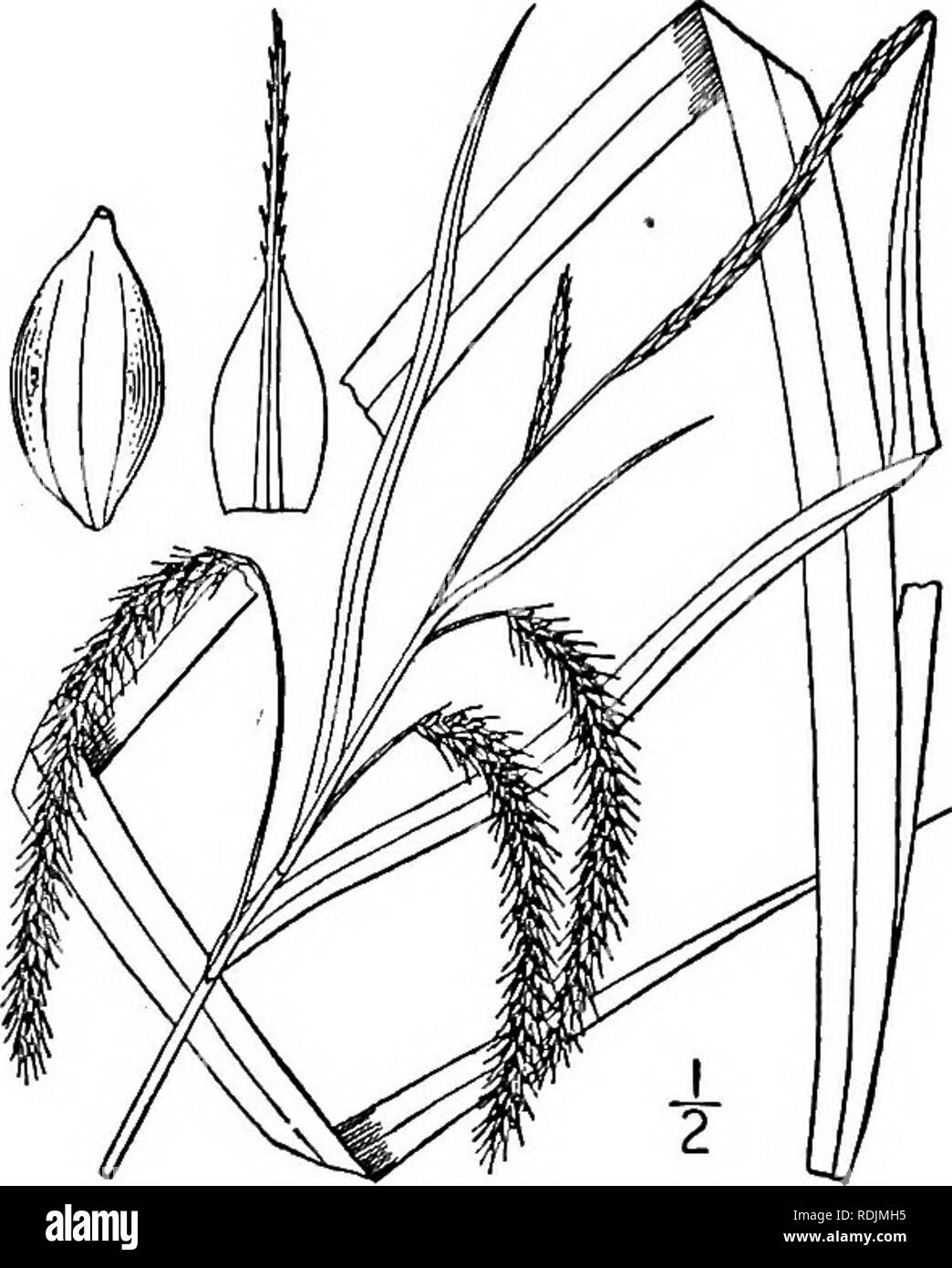 . An illustrated flora of the northern United States, Canada and the British possessions, from Newfoundland to the parallel of the southern boundary of Virginia, and from the Atlantic Ocean westward to the 102d meridian. Botany; Botany. Genus 18. SEDGE FAMILY. •425 194. Carex gynandra Schwein. Nodding Sedge. Fig. 1061. Carex gynandra Schwein. Ann. Lye. N. Y. i: 70. 1824. Carex crinita var. gynandra Schwein. &amp; Torr. Ann. Lye. N Y. 1: 360. 1825. Carex Porteri Olney, Car. Bor. Am. 12. 1871. Carex crinita var. simulans Fernald, Rhodora 4: 219. 1902. Similar to the following species, culms stou Stock Photo