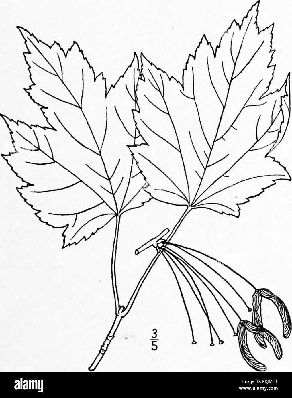 . An illustrated flora of the northern United States, Canada and the British possessions, from Newfoundland to the parallel of the southern boundary of Virginia, and from the Atlantic Ocean westward to the 102d meridian. Botany; Botany. Genus i. MAPLE FAMILY. 495 2. Acer rubrutn L. Red, Scarlet or Water Maple. Swamp Maple. Fig. 2805. Acer rubrum L. Sp. PI. 1055. 1753. A large tree with flaky or smoothish bark, maxi- mum height about 120° feet and trunk diameter 3°-4i°. Twigs reddish; leaves 3'-4' long, cordate at the base, sharply 3-5-lobed, the lobes irregularly dentate, acute or acuminate, b Stock Photo