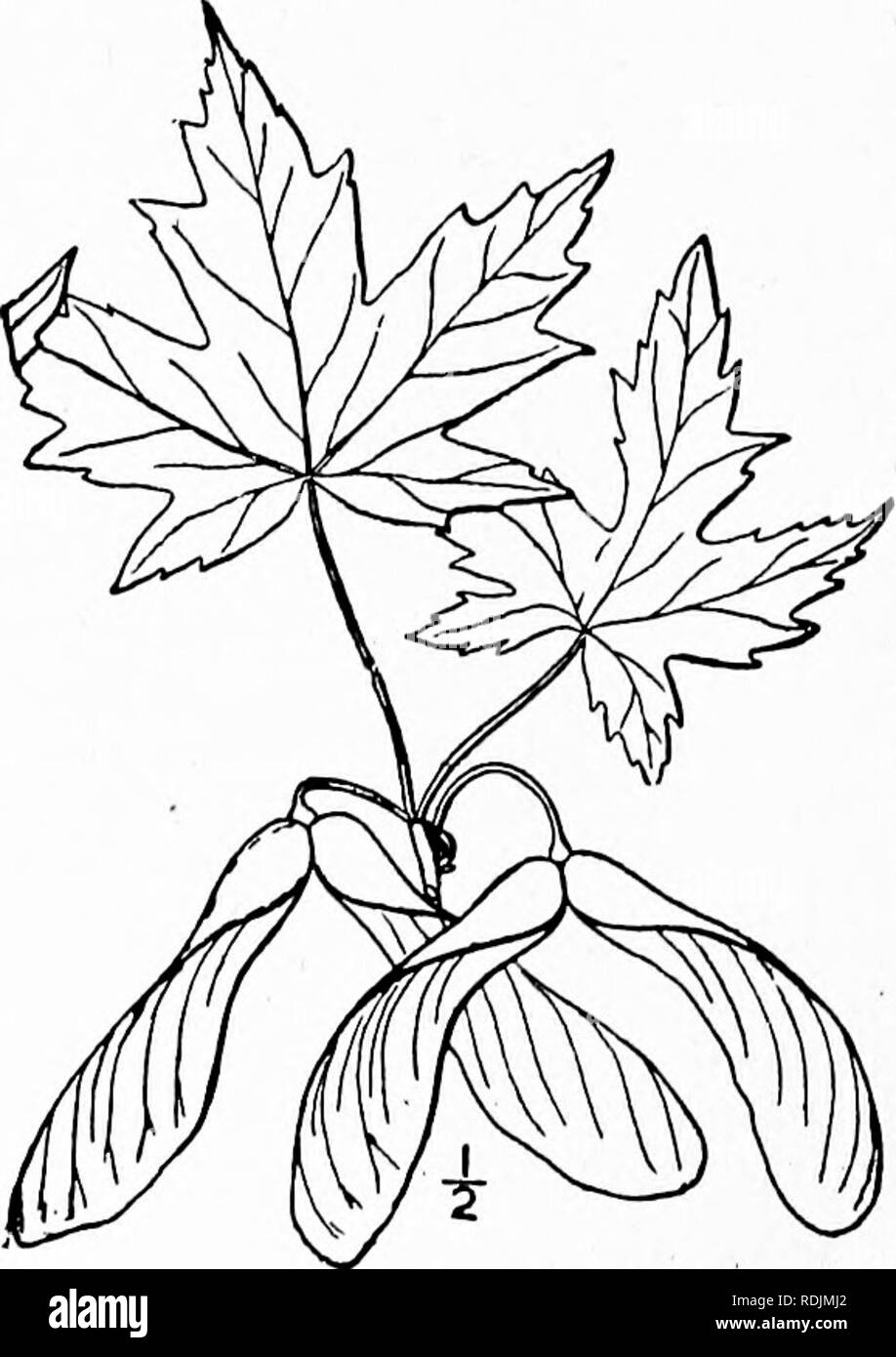 . An illustrated flora of the northern United States, Canada and the British possessions, from Newfoundland to the parallel of the southern boundary of Virginia, and from the Atlantic Ocean westward to the 102d meridian. Botany; Botany. 494 ACERACEAE. Vol. II. Family 79. ACERACEAE St. Hil. Expos. Fam. 2 : 15., 1805. Maple Family. Trees or shrubs, with watery often saccharine sap, opposite simple and palmately lobed (rarely entire) or pinnate leaves, and axillary or terminal cymose or racemose regular polygamous or dioecious flowers. Calyx generally 5-parted, the segments imbricated. Petals of  Stock Photo