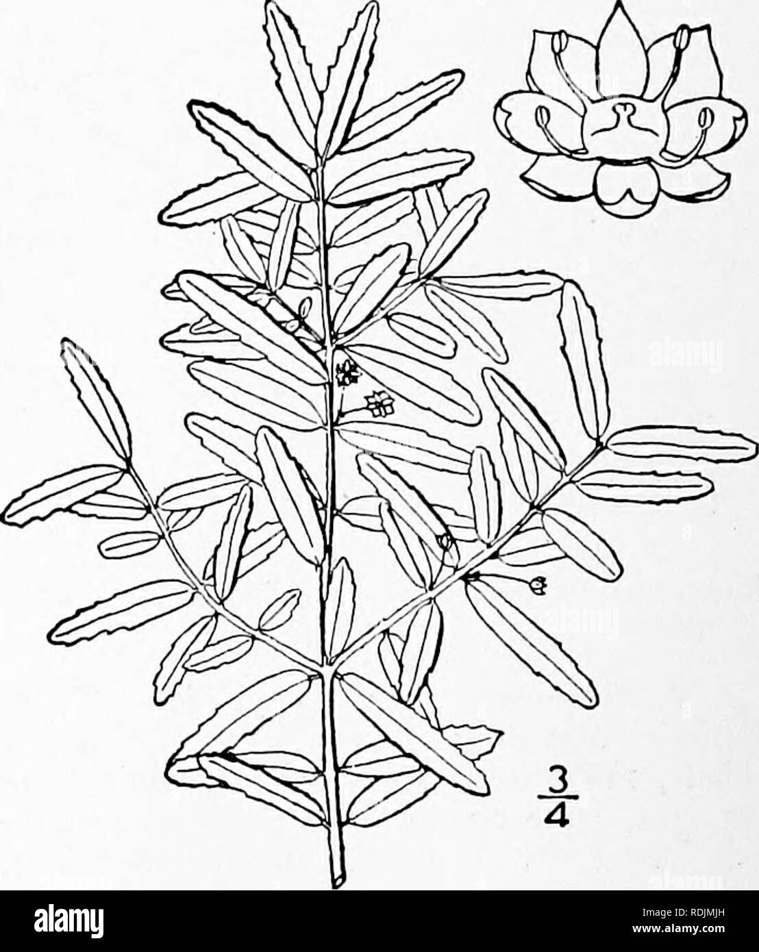 . An illustrated flora of the northern United States, Canada and the British possessions, from Newfoundland to the parallel of the southern boundary of Virginia, and from the Atlantic Ocean westward to the 102d meridian. Botany; Botany. 4. Euonymus europaeus L. Spindle- tree. Fig. 2800. Euonymus europaeus L. Sp. PI. 197. 1753. A glabrous shrub, 3°-9° high, resembling the preceding species. Leaves oblong to ovate-lanceo- late, acuminate, crenulate; peduncles mostly less than, i' long, stouter; cymes 3-7-flowered; flovi'- ers greenish-yellow or yellowish-white, about 5&quot; broad; petals 4 (rar Stock Photo