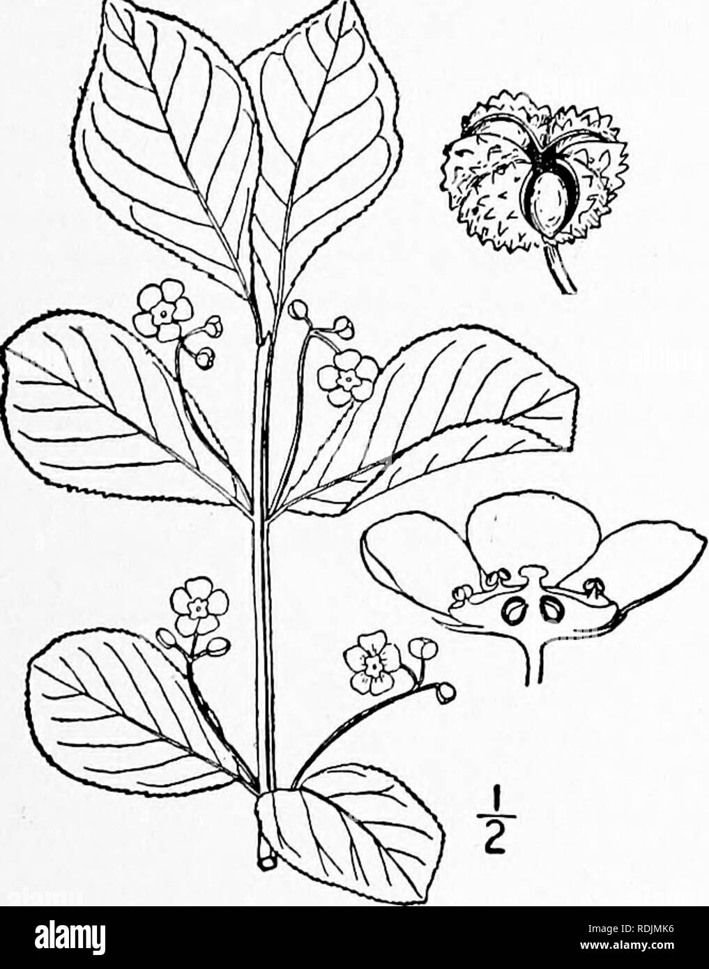 . An illustrated flora of the northern United States, Canada and the British possessions, from Newfoundland to the parallel of the southern boundary of Virginia, and from the Atlantic Ocean westward to the 102d meridian. Botany; Botany. 2. Euonymus obovatus Nutt. Running Strawberry Bush. Fig. 2798.. Euonymv.' obovatus Nutt. Gen. i: 155. 1818. Euonymus americanus var. obovatus T. &amp; G.; A. Gray, Gen. 2: 188. 1849. A low decumbent shrub, seldom rising over a foot from the ground, branching, rooting from the prostrate twigs. Branches 4-angled or slightly winged; leaves obovate or elliptic-obov Stock Photo