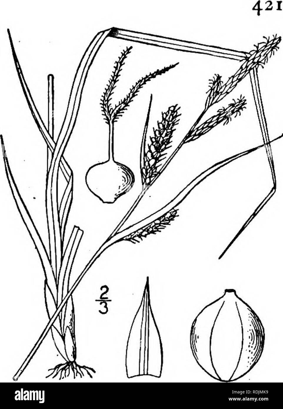 . An illustrated flora of the northern United States, Canada and the British possessions, from Newfoundland to the parallel of the southern boundary of Virginia, and from the Atlantic Ocean westward to the 102d meridian. Botany; Botany. Genus j8. SEDGE FAMILY. 182. Carex Haydeni Dewey. Hayden's Sedge. Fig. 1049. Carex aperta Carey, in A. Gray, Man. 547. 1848. Not Boott, 1840. C. Haydeni Dewey, Am. Journ. Sci. (II.) 18: 103. 1854. C. stricta var. decora Bailey, Bot. Gaz. 13': 85. 1888. Gabrous, similar to small forms of C. stricta, culms slender, rough above, seldom over 2° high. Leaves i&quot; Stock Photo