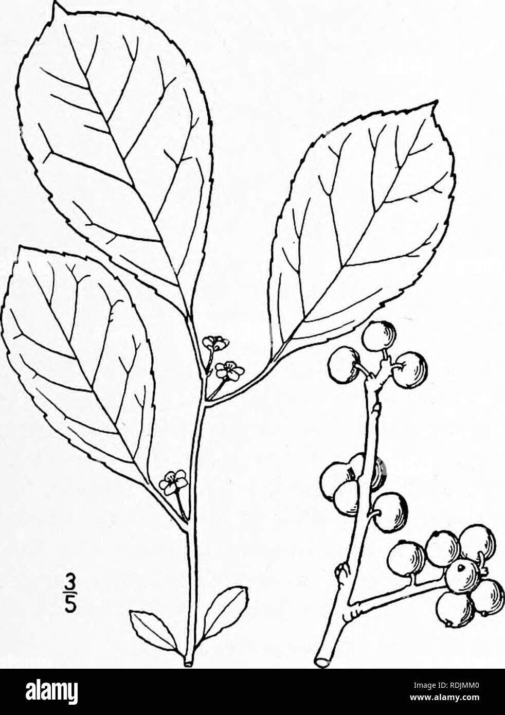 . An illustrated flora of the northern United States, Canada and the British possessions, from Newfoundland to the parallel of the southern boundary of Virginia, and from the Atlantic Ocean westward to the 102d meridian. Botany; Botany. 8. Ilex verticillata (L.) A. Gray. Vir- ginia Winterberry. Black Alder. Fever-bush. Fig. 2793. Prinos verticillatiis L. Sp. PI. 330. 1753- Prinos podifoHus Willd. Enum. Hort. Berol. 394. i&amp;og. Ilex verticillata A. Gray, Man. Ed. 2, 264. 1856. A shrub, 6°-25° high. Twigs brown, glabrous or slightly pubescent; leaves oval, obovate or oblong-lanceolate, 2-3' l Stock Photo