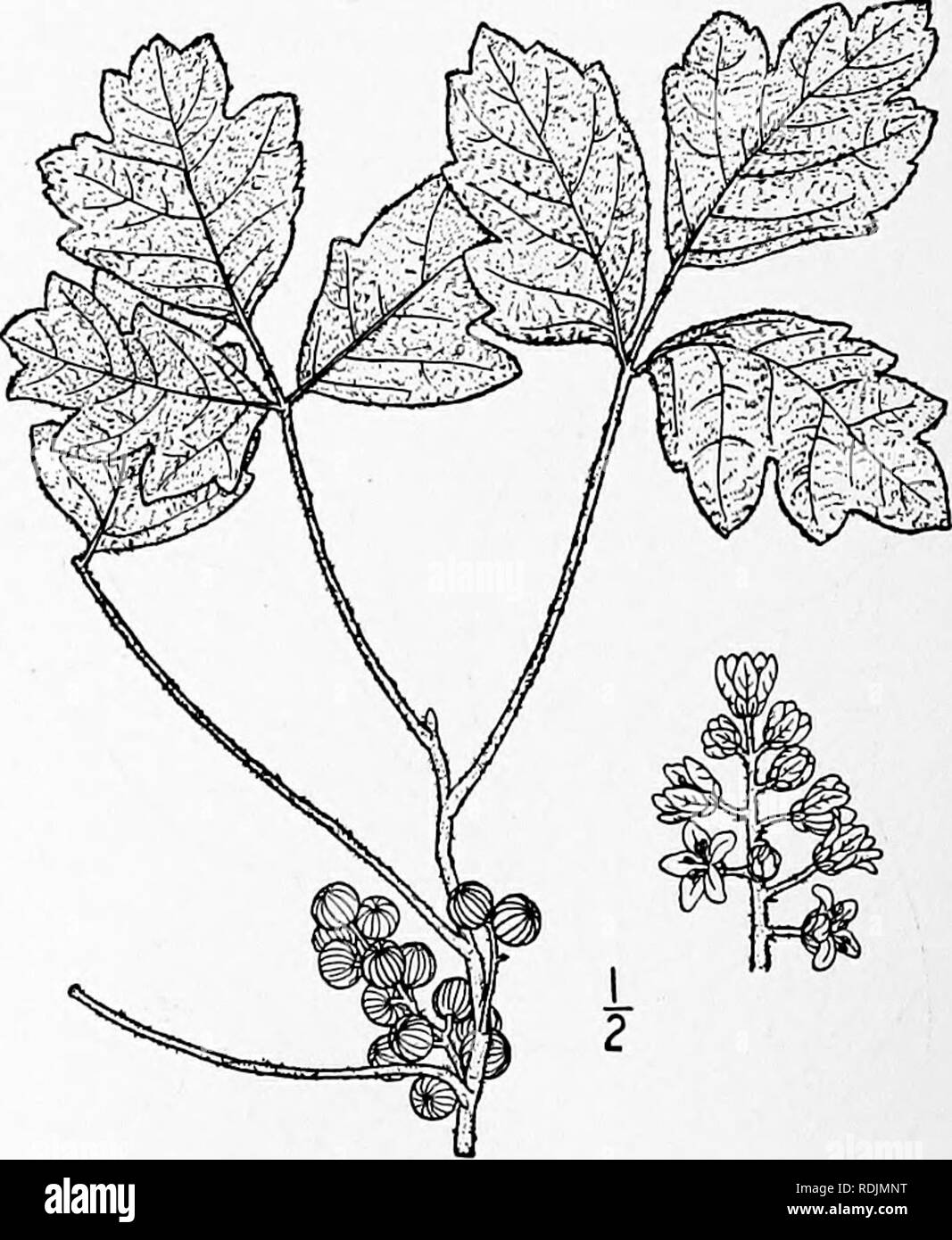 . An illustrated flora of the northern United States, Canada and the British possessions, from Newfoundland to the parallel of the southern boundary of Virginia, and from the Atlantic Ocean westward to the 102d meridian. Botany; Botany. 2. Toxicodendron radicans (L.) Kuntze. Poison, Climbing or Three-leaved Ivy. Poison Oak. Climath. Fig. 2782. Rhus radicans L. Sp. PI. 266. 1753. Rhus Toxicodendron of American authors, in part, not L. Toxicodendron vulgare Mill. Gard. Diet. Ed. 8, no. I. 1768. Rhus microcarpa Steud. Nomencl. 689. 1821. T, radicans Kuntze, Rev. Gen. 153. 1891. A woody vine, clim Stock Photo