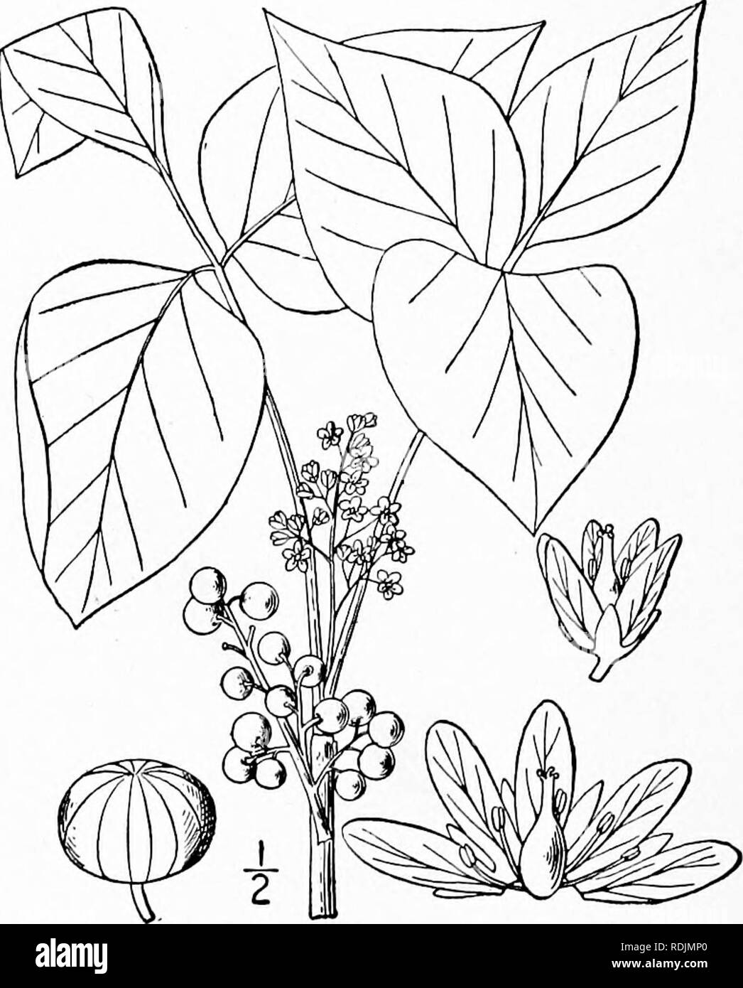 . An illustrated flora of the northern United States, Canada and the British possessions, from Newfoundland to the parallel of the southern boundary of Virginia, and from the Atlantic Ocean westward to the 102d meridian. Botany; Botany. 4S4 ANACARDIACEAE. Vol. II.. 2. Toxicodendron radicans (L.) Kuntze. Poison, Climbing or Three-leaved Ivy. Poison Oak. Climath. Fig. 2782. Rhus radicans L. Sp. PI. 266. 1753. Rhus Toxicodendron of American authors, in part, not L. Toxicodendron vulgare Mill. Gard. Diet. Ed. 8, no. I. 1768. Rhus microcarpa Steud. Nomencl. 689. 1821. T, radicans Kuntze, Rev. Gen.  Stock Photo