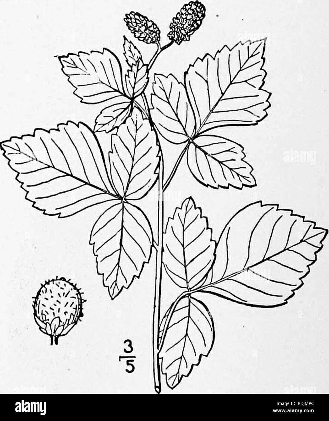 . An illustrated flora of the northern United States, Canada and the British possessions, from Newfoundland to the parallel of the southern boundary of Virginia, and from the Atlantic Ocean westward to the 102d meridian. Botany; Botany. Smooth Upland or Scarlet Sumac. White or Sleek Sumac. Fig. 2778. Rhus glabra L. Sp. PI. 265. 1753. A shrub or rarely a small tree, 2°-20° high, similar to the preceding species, but glabrous and somewhat glaucous. Leaflets 11-31, lanceolate or oblong-lanceolate, 2'-4' long, acuminate at the apex, rounded and often oblique at the base, dark green above, whitish  Stock Photo