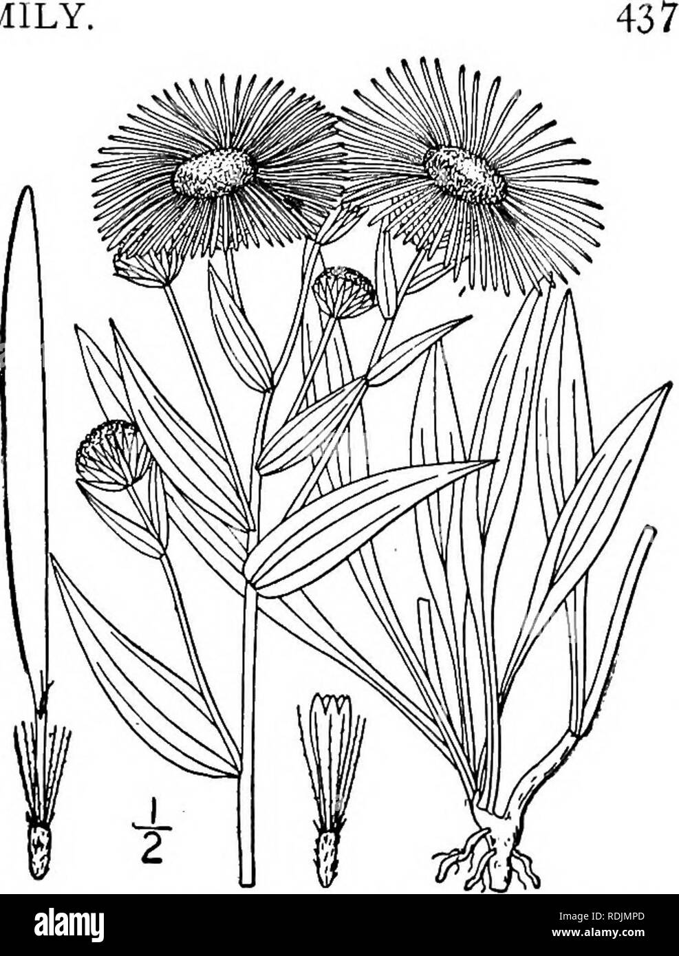 . An illustrated flora of the northern United States, Canada and the British possessions, from Newfoundland to the parallel of the southern boundary of Virginia, and from the Atlantic Ocean westward to the 102d meridian. Botany; Botany. Genus 35. THISTLE FAMILY 3. Erigeron subtrinervis Rydberg. Three- nerved Fleabane. Fig. 4363. Erigeron glabellus var. mollis A. Gray, Proc. Acad. Phila. 1863: 64. 1864. Not E. mollis D. Don. Erigeron subtrinervis Rydberg, Mem. Torr. Club 5 : 328. 1894. Similar to the preceding species, perennial by a woody root, finely pubescent all over; stems leafy to the inf Stock Photo