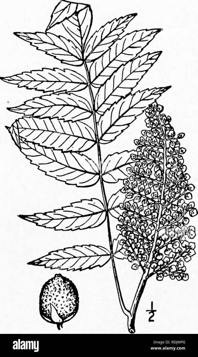 . An illustrated flora of the northern United States, Canada and the British possessions, from Newfoundland to the parallel of the southern boundary of Virginia, and from the Atlantic Ocean westward to the 102d meridian. Botany; Botany. 482 ANACARDIACEAE. Vol. II. 3. Rhus glabra L.. Smooth Upland or Scarlet Sumac. White or Sleek Sumac. Fig. 2778. Rhus glabra L. Sp. PI. 265. 1753. A shrub or rarely a small tree, 2°-20° high, similar to the preceding species, but glabrous and somewhat glaucous. Leaflets 11-31, lanceolate or oblong-lanceolate, 2'-4' long, acuminate at the apex, rounded and often  Stock Photo
