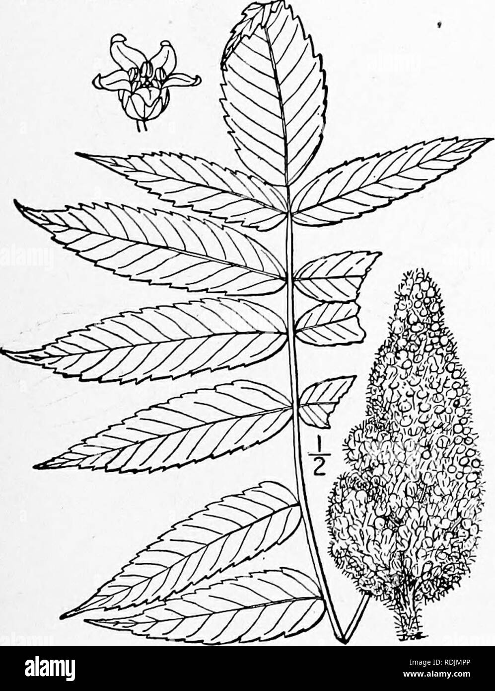 . An illustrated flora of the northern United States, Canada and the British possessions, from Newfoundland to the parallel of the southern boundary of Virginia, and from the Atlantic Ocean westward to the 102d meridian. Botany; Botany. 2. Rhus hirta (L.) Sudw. Staghorn Sumac. Fig. 2777. Datisca hirta L. Sp. PI. 1037. I753- Rhus typhina L. Amoen. Acad. 4: 311. 1760. Rhus hirta Sudw. Bull. Torr. Club 19; 82. 1892. A small tree, with maximum height of 40° and trunk diameter of 9', or often shrubby. Leaves pinnate, 8'-is' long; petioles, rachis and twigs more or less densely velvety-pubes- cent;  Stock Photo