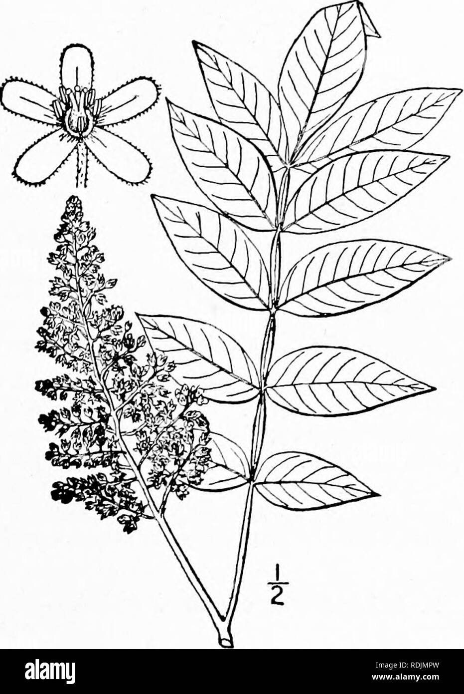 . An illustrated flora of the northern United States, Canada and the British possessions, from Newfoundland to the parallel of the southern boundary of Virginia, and from the Atlantic Ocean westward to the 102d meridian. Botany; Botany. Genus i. SUMAC FAMILY. 481 I. RHUS [Tourn.] L. Sp. PI. 265. 1753. Shrubs or trees, with alternate mostly odd-pinnate leaves, no stipules, and small polyga- mous flowers in terminal panicles. Calyx 4-6-cleft or parted (commonly s-cleft), persistent. Petals equal, imbricated, spreading. Disk annular. Stamens (in our species) 5. Pistil i, sessile; ovary i-ovuled;  Stock Photo