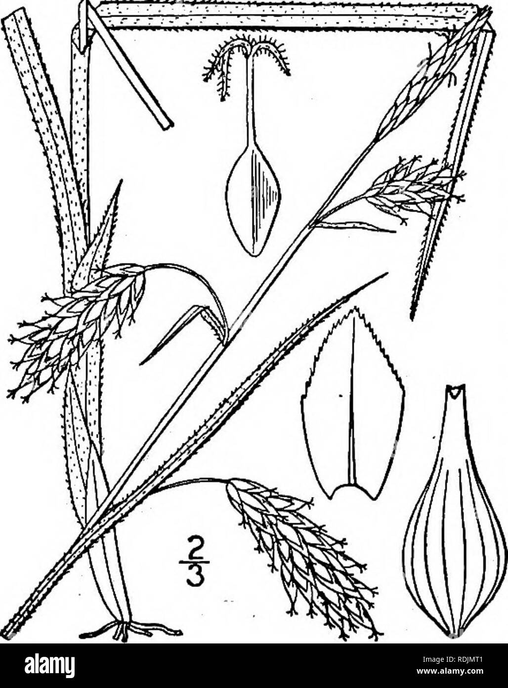 . An illustrated flora of the northern United States, Canada and the British possessions, from Newfoundland to the parallel of the southern boundary of Virginia, and from the Atlantic Ocean westward to the 102d meridian. Botany; Botany. 152. Carex assiniboinensis W. Boott. Assini- boia Sedge. Fig. 1019. C. assiniboinensis W. Boott, Bot. Gaz. g: 91. 1884. Glabrous and nearly smooth, culms slender, weak, aphyllopodic, l°-2i° high, longer than the leaves, strongly reddened at base. Leaves and bracts l&quot;-i' wide, the bracts sheathing; staminate spike long- stalked; pistillate spikes 2 or 3, wi Stock Photo