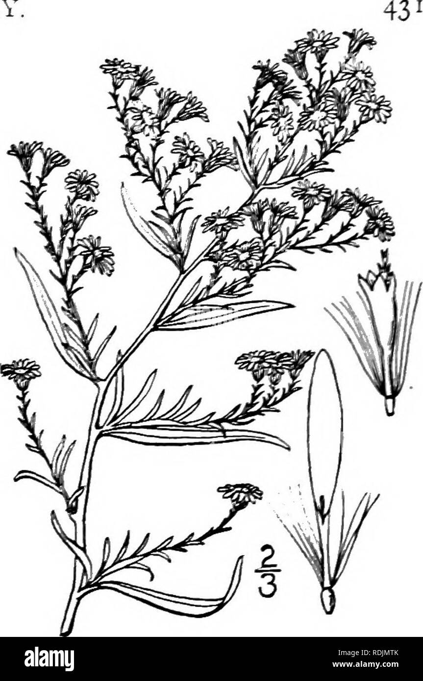 . An illustrated flora of the northern United States, Canada and the British possessions, from Newfoundland to the parallel of the southern boundary of Virginia, and from the Atlantic Ocean westward to the 102d meridian. Botany; Botany. Genus 31. THISTLE FAMILY 67. Aster parviceps (Burgess; Mackenzie &amp; Bush. Small-headed Aster. Fig. 4348. Aster ericoides parviceps Burgess; Britt. &amp; Brown, 111. Fl. 3 : 379- 1898. Aster parviceps Mackenzie &amp; Bush, FL Jackson Co. 196. 1902. A. depauperatus parviceps Fernald, Rhodora 10: 94. 1908. Pilose, sometimes slightly so, much branched above, i°- Stock Photo