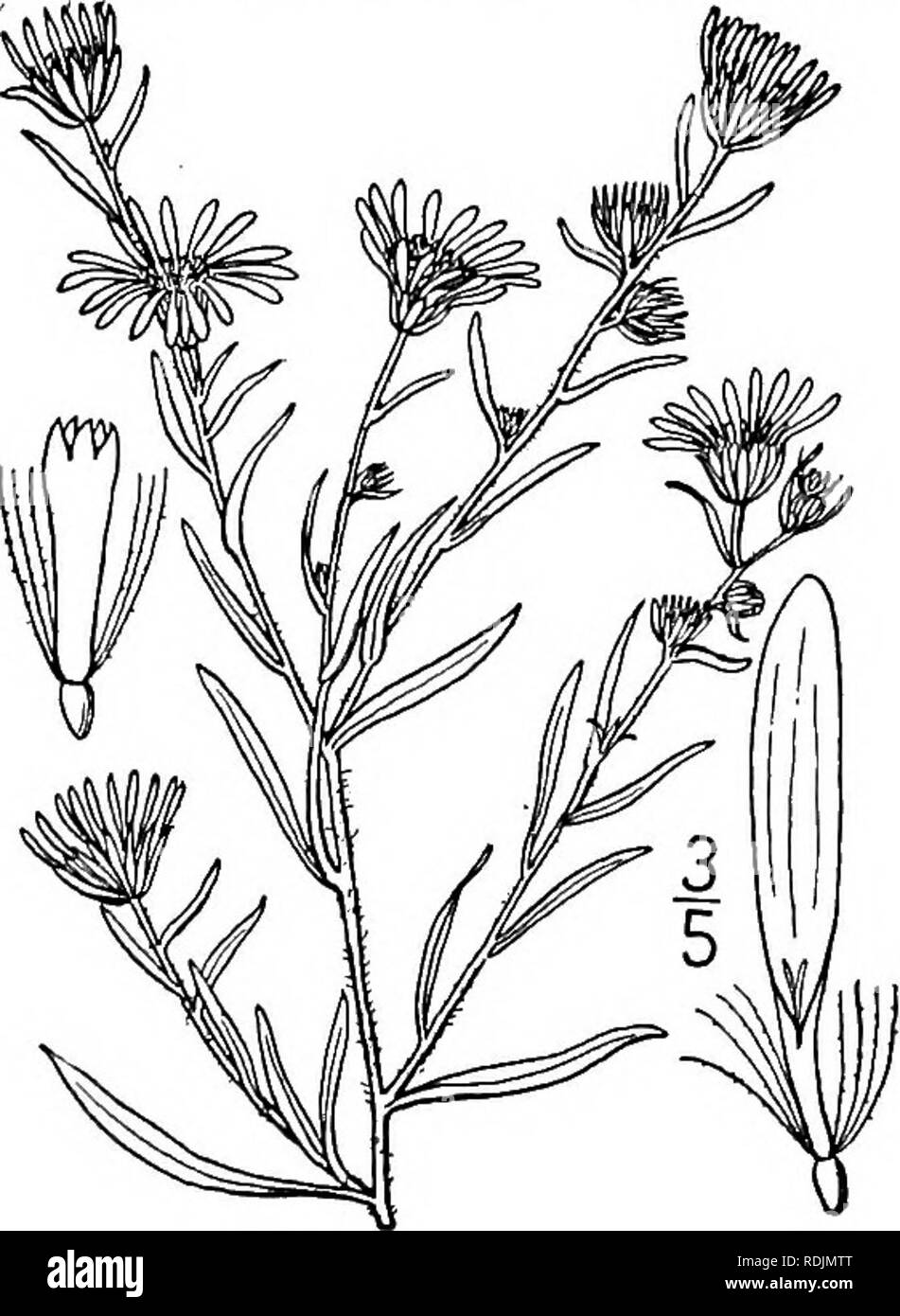. An illustrated flora of the northern United States, Canada and the British possessions, from Newfoundland to the parallel of the southern boundary of Virginia, and from the Atlantic Ocean westward to the 102d meridian. Botany; Botany. 64. Aster ericoides L. White Heath Aster. Frost-weed Aster. Fig. 4345. Aster ericoides L. Sp. PI. 875.' 1753. Aster villosus Michx. Fl. Bor. Am. 2 : 113. 1803. Not Thunb. 1800. Aster ericoides var. villosus T. &amp; G. Fl. N. A. 2 : 124. 1841. Aster ericoides pilosus Porter, Mem. Torr. Club 5 : 323. 1894. Stem glabrous, villous, or hirsute, paniculately branche Stock Photo