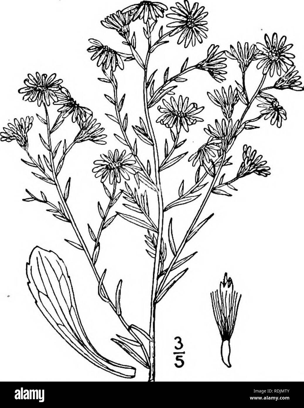 . An illustrated flora of the northern United States, Canada and the British possessions, from Newfoundland to the parallel of the southern boundary of Virginia, and from the Atlantic Ocean westward to the 102d meridian. Botany; Botany. 43° COMPOSITAE. Vol. III.. 64. Aster ericoides L. White Heath Aster. Frost-weed Aster. Fig. 4345. Aster ericoides L. Sp. PI. 875.' 1753. Aster villosus Michx. Fl. Bor. Am. 2 : 113. 1803. Not Thunb. 1800. Aster ericoides var. villosus T. &amp; G. Fl. N. A. 2 : 124. 1841. Aster ericoides pilosus Porter, Mem. Torr. Club 5 : 323. 1894. Stem glabrous, villous, or hi Stock Photo