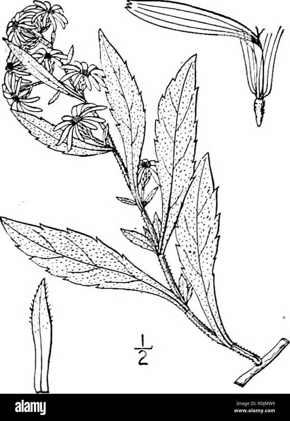 . An illustrated flora of the northern United States, Canada and the British possessions, from Newfoundland to the parallel of the southern boundary of Virginia, and from the Atlantic Ocean westward to the 102d meridian. Botany; Botany. Genus 31. THISTLE FAMILY. 429 61. Aster missouriensis Britton. Aster. Fig. 4342. Missouri Aster missouriensis Britton, in Britt. &amp; Brown, 111. Fl. 3: 378. 1898. Stem densely puberulent or pubescent, at least above, much branched, 2° high or more. Leaves thin, oblong-lanceolate to oblanceolate, acute or acumi- nate at the apex, sharply serrate above the midd Stock Photo