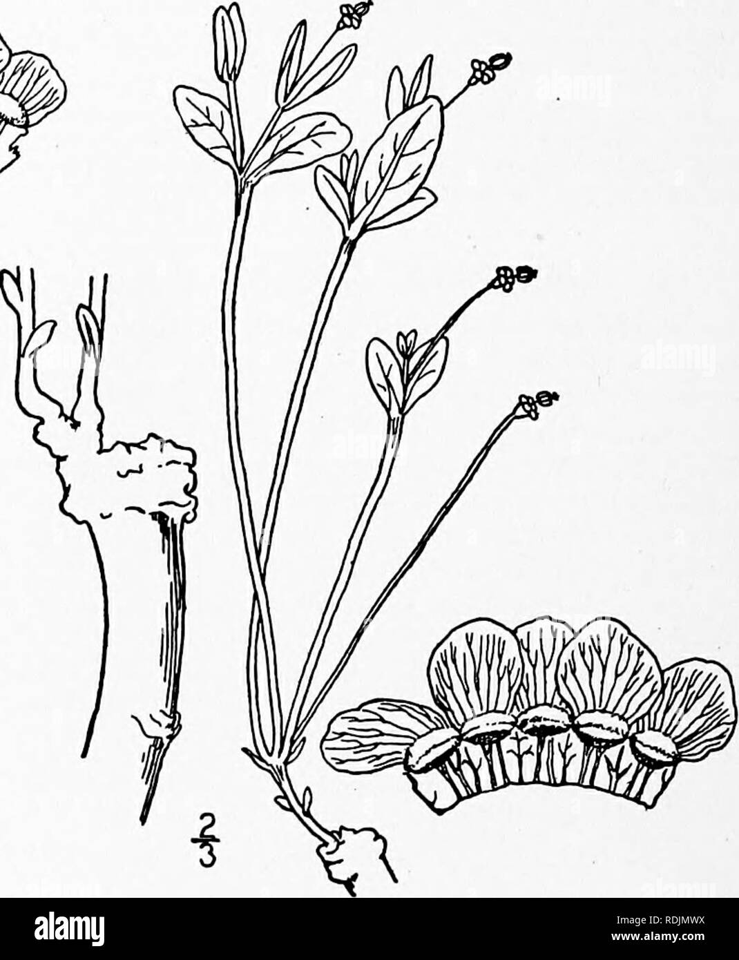 . An illustrated flora of the northern United States, Canada and the British possessions, from Newfoundland to the parallel of the southern boundary of Virginia, and from the Atlantic Ocean westward to the 102d meridian. Botany; Botany. 2. Tithymalopsis marylandica (Greene) Small. Maryland Spurge. Fig. 2750. Euphorbia marylandica Greene, Pittonia 3: 345. 1898. Perennial, with horizontal rootstocks, gla- brous, pale green, glaucescent. Stems tri- chotomous near the base, thence bushy, 16' tall or less, the branches dichotomous; leaves linear to linear-lanceolate, I'-ii' long, acute, opposite ab Stock Photo