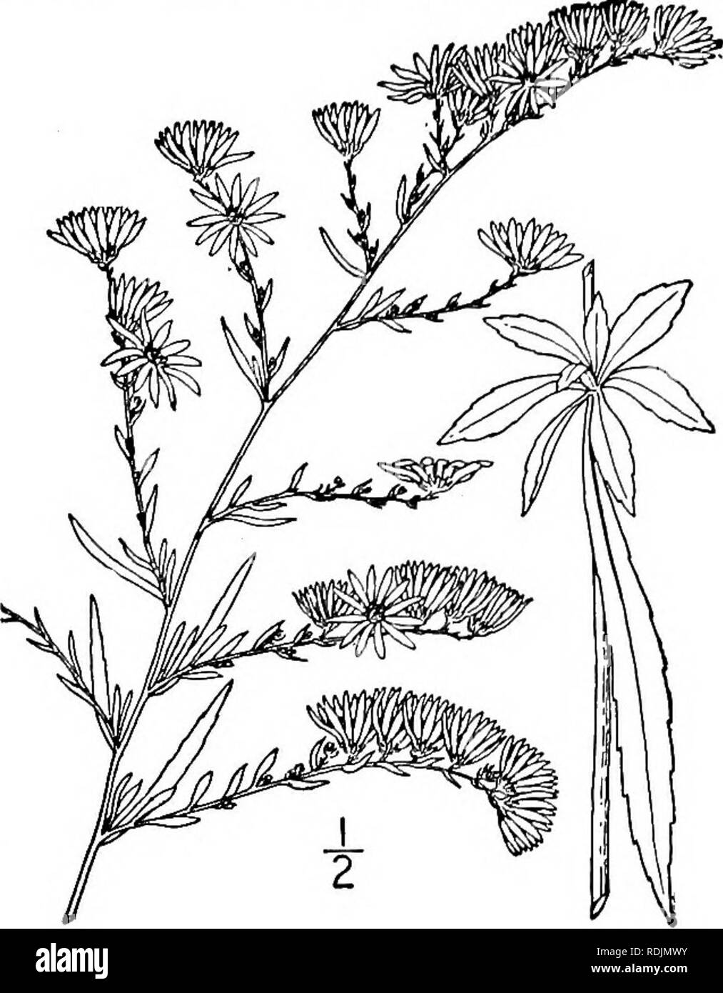 . An illustrated flora of the northern United States, Canada and the British possessions, from Newfoundland to the parallel of the southern boundary of Virginia, and from the Atlantic Ocean westward to the 102d meridian. Botany; Botany. Genus 31. THISTLE FAMILY. 427 55. Aster vimineus Lam. Small White Aster. Fig. 4336. Aster vimineus Lam. Encycl. 1: 306. 1783. Aster foliolosus Ait. Hort. Kew. 3: 203. 1789. Aster Tradescanti T. &amp; G. Fl. N. A. 2 : 129.. 1841. Not L. 1753. Aster vimineus foliolosus A. Gray, Syn. Fl. 1: Part 2 186. 1884. Glabrous or nearly so throughout; stem slender, divergen Stock Photo