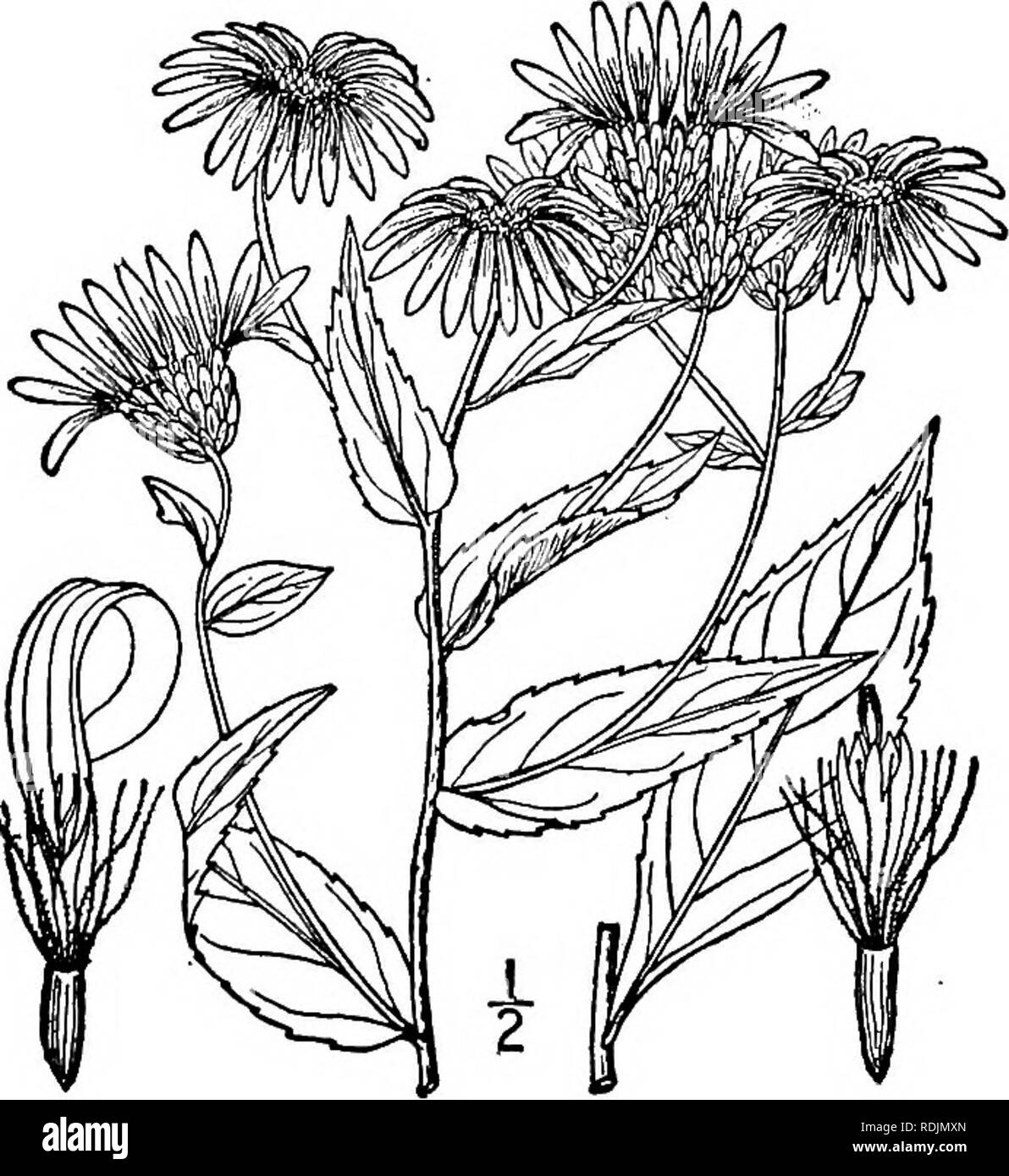 . An illustrated flora of the northern United States, Canada and the British possessions, from Newfoundland to the parallel of the southern boundary of Virginia, and from the Atlantic Ocean westward to the 102d meridian. Botany; Botany. Genus 31. THISTLE FAMILY 49. Aster gracilis Nutt. Slender or Tuber Aster. Fig. 4330. Aster gracilis Nutt. Gen. 2: 158. 1818. Stem slender, finely puberulent and sca- brous, corymbosely branched above, i°-ij° high. Leaves minutely scabrous, the basal and lower ones oval, acute or obtusish, 2's' long, 4&quot;-8&quot; wide, dentate, narrowed into slender petioles; Stock Photo