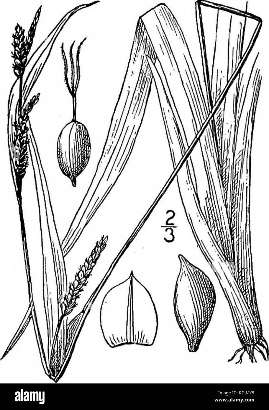 . An illustrated flora of the northern United States, Canada and the British possessions, from Newfoundland to the parallel of the southern boundary of Virginia, and from the Atlantic Ocean westward to the 102d meridian. Botany; Botany. 127. Carex anceps Muhl. Two-edged Sedge. Fig. 994. C. anceps Muhl.; Willd. Sp. PI. 4: 278. 1805. C. anceps var. patulifolia Dewey, Wood's Bot. 423. 1845. C. laxiflora var. patulifolia Carey, in A. Gray, Man. Ed. 2, 524. 1856. C. laxiflora var. leptonervia Fernald, Rhodora 8 : 184. 1906. Glabrous, deep green, culms nearly smooth, often much flattened, loosely er Stock Photo