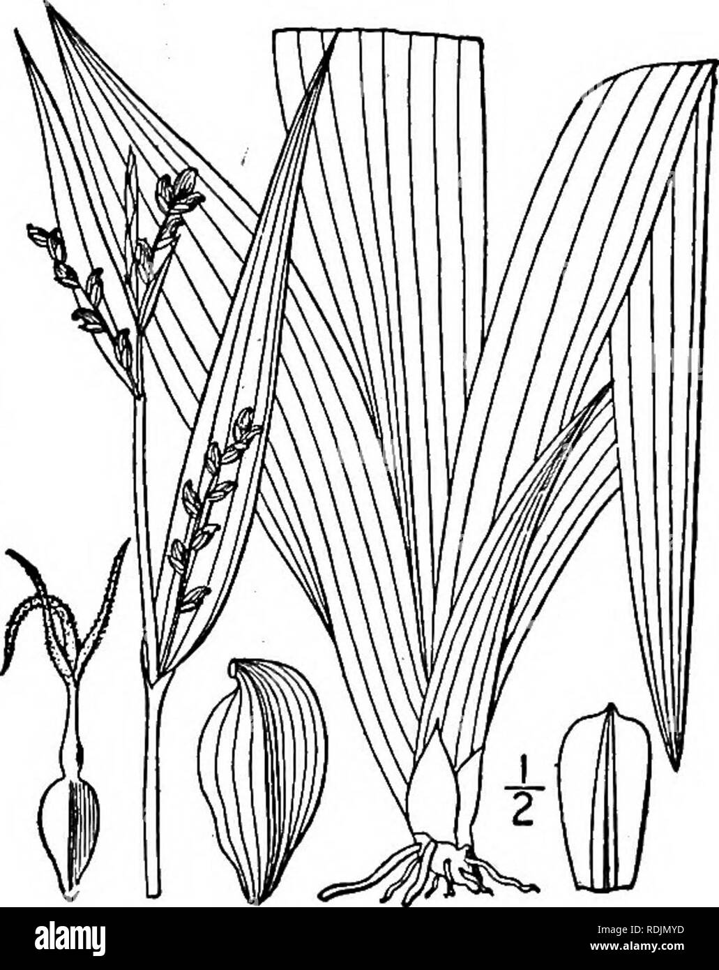 . An illustrated flora of the northern United States, Canada and the British possessions, from Newfoundland to the parallel of the southern boundary of Virginia, and from the Atlantic Ocean westward to the 102d meridian. Botany; Botany. Carex laxiculmis Schwein. Ann. Lye. N. Y. i: 70. 18: Carex retrocurva Dewey, Wood's Bot. 423. 1845. Carex digitalis copulata Bailey, Mem. Torr. Club 1: 47. 1S89. Glabrous, varying from strongly glaucous to deep green, culms filiform, smooth or very nearly so, ascend- ing or diffuse, 6'-2° long. Sterile culm-leaves elongated, 2&quot;-6&quot; wide, those of ferti Stock Photo