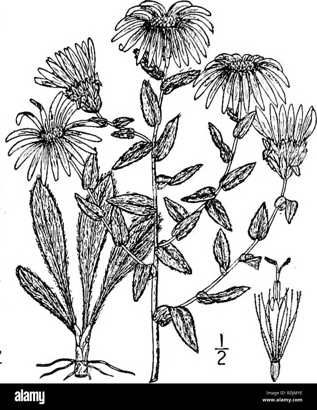 . An illustrated flora of the northern United States, Canada and the British possessions, from Newfoundland to the parallel of the southern boundary of Virginia, and from the Atlantic Ocean westward to the 102d meridian. Botany; Botany. Genus 31. THISTLE FAMILY. 423 43. Aster sericeus Vent. Western Silvery or Silky Aster. Fig. 4324. Aster sericeus Vent. Hort. Cels, pi. 33. 1800. Aster argenteus Michx. Fl. Bor. Am. 2: in. 1803. Stem slender, paniculately or corymbosely branched, stiff, glabrous, leafy, i°-2° high. Stem leaves sessile, with a broad base, oblong, entire, mucronate, i'-ii' long, 2 Stock Photo