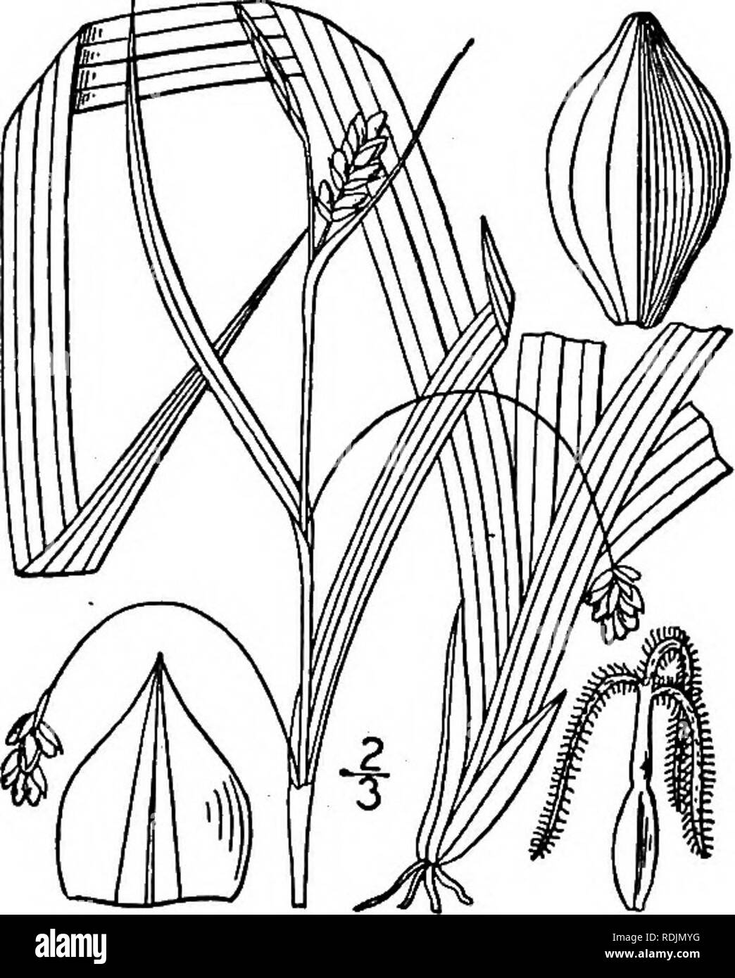 . An illustrated flora of the northern United States, Canada and the British possessions, from Newfoundland to the parallel of the southern boundary of Virginia, and from the Atlantic Ocean westward to the 102d meridian. Botany; Botany. 123. Carex laxiculmis Schwein. Spreading Sedge. Fig. 990.. Carex laxiculmis Schwein. Ann. Lye. N. Y. i: 70. 18: Carex retrocurva Dewey, Wood's Bot. 423. 1845. Carex digitalis copulata Bailey, Mem. Torr. Club 1: 47. 1S89. Glabrous, varying from strongly glaucous to deep green, culms filiform, smooth or very nearly so, ascend- ing or diffuse, 6'-2° long. Sterile  Stock Photo