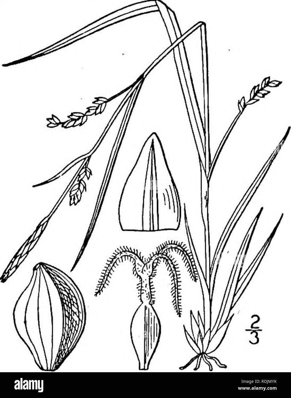. An illustrated flora of the northern United States, Canada and the British possessions, from Newfoundland to the parallel of the southern boundary of Virginia, and from the Atlantic Ocean westward to the 102d meridian. Botany; Botany. Genus 18. SEDGE FAMILY. 401 122. Carex digitalis Willd. Slender Wood Sedge. Fig. 989. Carex digitalis Willd. Sp. PI. 4: 298. 1805. Glabrous, bright green, not at all glaucous, culms weak, slender, smooth, usually reclining, 4/-18' long. Leaves flat, i&quot;-2i&quot; wide, usually longer than the culm; bracts similar, the second exceeding the culm; staminate spi Stock Photo