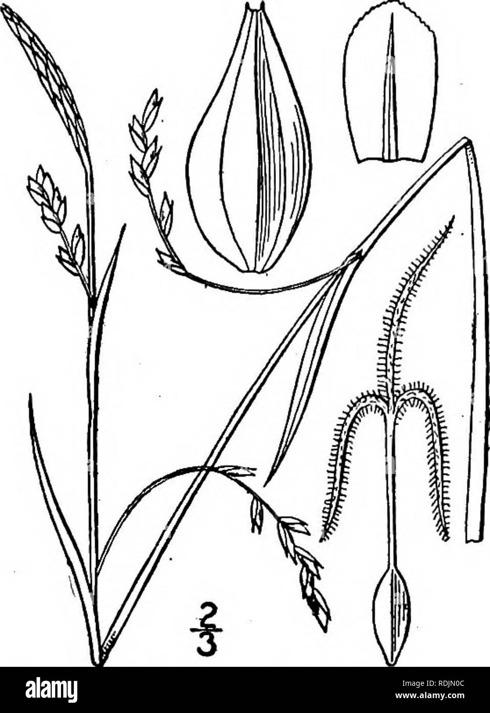 . An illustrated flora of the northern United States, Canada and the British possessions, from Newfoundland to the parallel of the southern boundary of Virginia, and from the Atlantic Ocean westward to the 102d meridian. Botany; Botany. Genus 18. SEDGE FAMILY. 399 116. Carex vaginata Tausch. Sheathed Sedge. Fig. 983. Carex vaginata Tausch, Flora 557. 1821. Carex vaginata var. altocaulis Dewey, Am. Journ. Sci. (II.) 41: 227. 1866. Carex saltuensis Bailey, Mem. Torr. Club 1: 7. 1889. Carex altocaulis Britton; Brit. &amp; Br. 111. Fl. 1: 326. 1896. Glabrous, light green, strongly stoloniferous, p Stock Photo