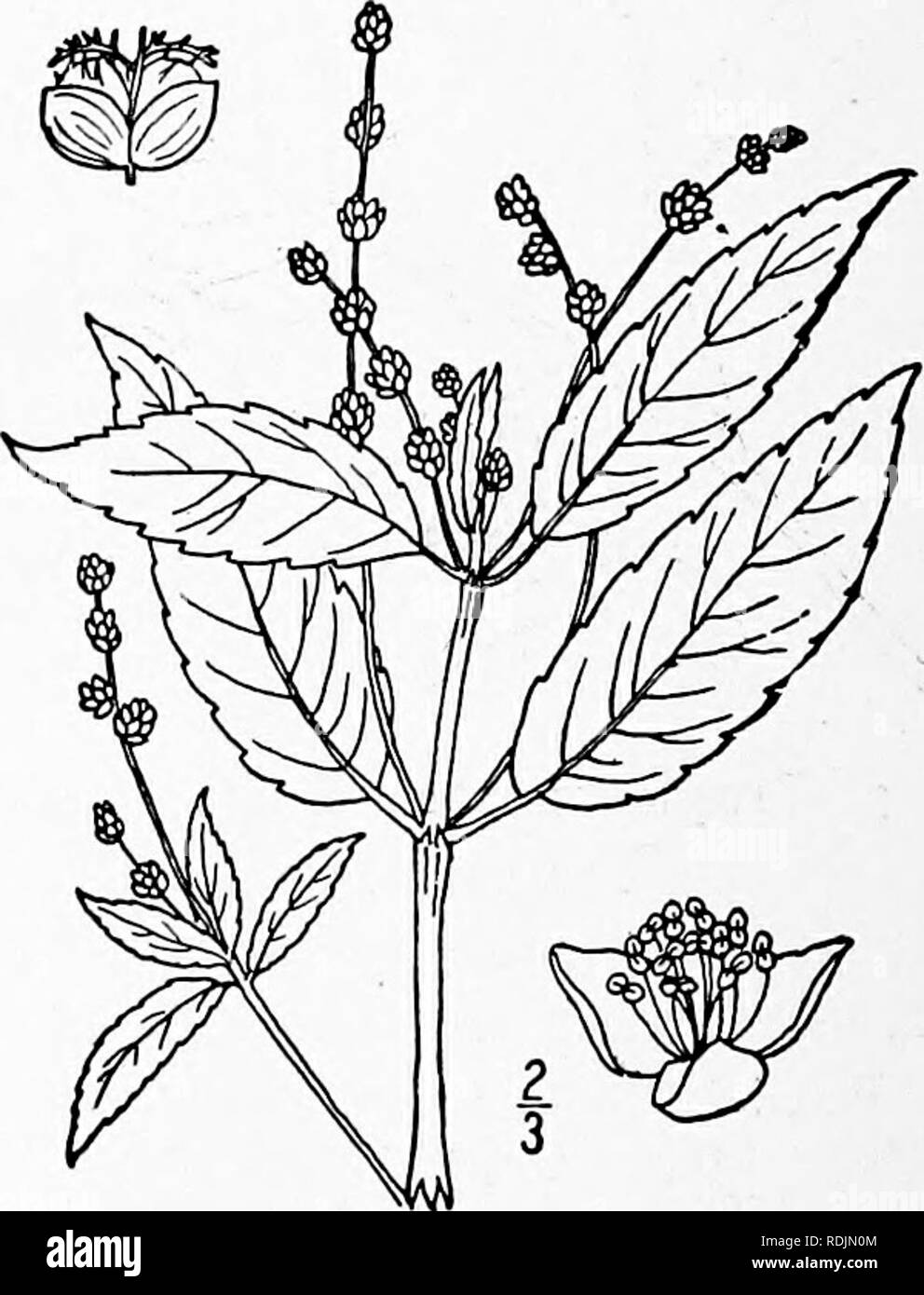 . An illustrated flora of the northern United States, Canada and the British possessions, from Newfoundland to the parallel of the southern boundary of Virginia, and from the Atlantic Ocean westward to the 102d meridian. Botany; Botany. 4. Tragia macrocarpa Willd. Twining or Large-fruited Tragia. Fig. 2727. Tragia cordata Michx. FI. Bor. Am. 2: 176. 1803. Not Vahl. 1790. Tragia macrocarpa Willd. Sp. PI. 4: 323. 1806. Perennial, twining, slightly hirsute. Stem slender, io'-4J° long, branched; leaves ovate, 2'-4i' long, deeply cordate, coarsely dentate-serrate, long-acuminate; pe- tioles mostly  Stock Photo