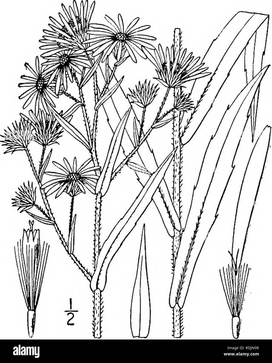 . An illustrated flora of the northern United States, Canada and the British possessions, from Newfoundland to the parallel of the southern boundary of Virginia, and from the Atlantic Ocean westward to the 102d meridian. Botany; Botany. Genus 31. THISTLE FAMILY. 419 31. Aster puniceus L. Red-stalk or Purple-stem Aster. Fig. 4312. Aster puniceus L. Sp. PI. 875. 1753. Stem usually stout, reddish, corymbosely or racemosely branched above, hispid with rigid hairs to glabrous, 3°-8° high. Leaves lanceolate to oblong-lanceolate, acuminate, sessile and clasp- ing by a broad or narrowed base, sharply  Stock Photo