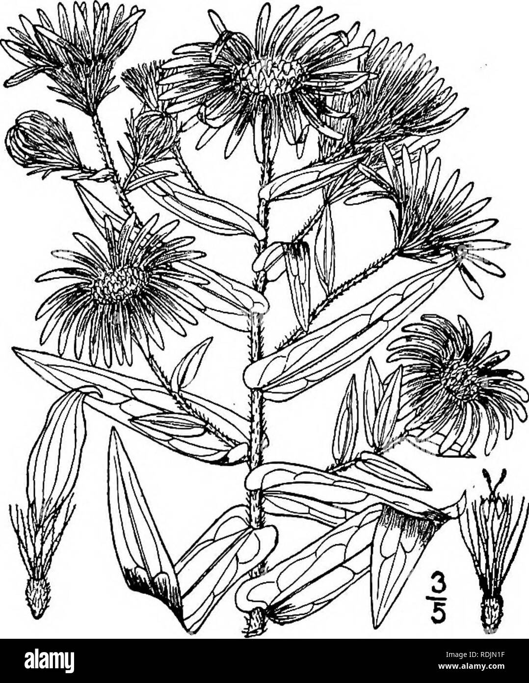 . An illustrated flora of the northern United States, Canada and the British possessions, from Newfoundland to the parallel of the southern boundary of Virginia, and from the Atlantic Ocean westward to the 102d meridian. Botany; Botany. Genus 31. THISTLE FAMILY 25. Aster phlogifolius Muhl. Thin-leaved Purple Aster. Fig. 4306. A. phlogifolius Muhl.; Willd. Sp. PI. 3: 2034. 1804. Aster patens var. phlogifolius Nees, Gen. &amp; Sp. Ast. 49- 1832. Similar to the preceding species, usually taller. Leaves larger, lanceolate to oblong-lanceolate, entire, thin, or membranous, acuminate at the apex, st Stock Photo