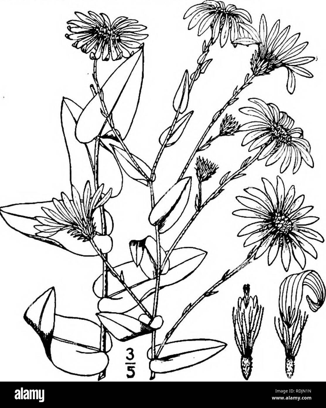 . An illustrated flora of the northern United States, Canada and the British possessions, from Newfoundland to the parallel of the southern boundary of Virginia, and from the Atlantic Ocean westward to the 102d meridian. Botany; Botany. 22. Aster sagittifolius Willd. Arrow- leaved Aster. Fig. 4303. Aster sagittifolius Willd. Sp. PI. 3: 2035. 1804. Stem stout, or slender, strict, glabrous, or spar- ingly pubescent above, 2°-s° high, paniculately branched at the inflorescence, the branches as- cending. Leaves thin, slightly roughened, or gla- brous above, glabrate or pubescent beneath, the lower Stock Photo