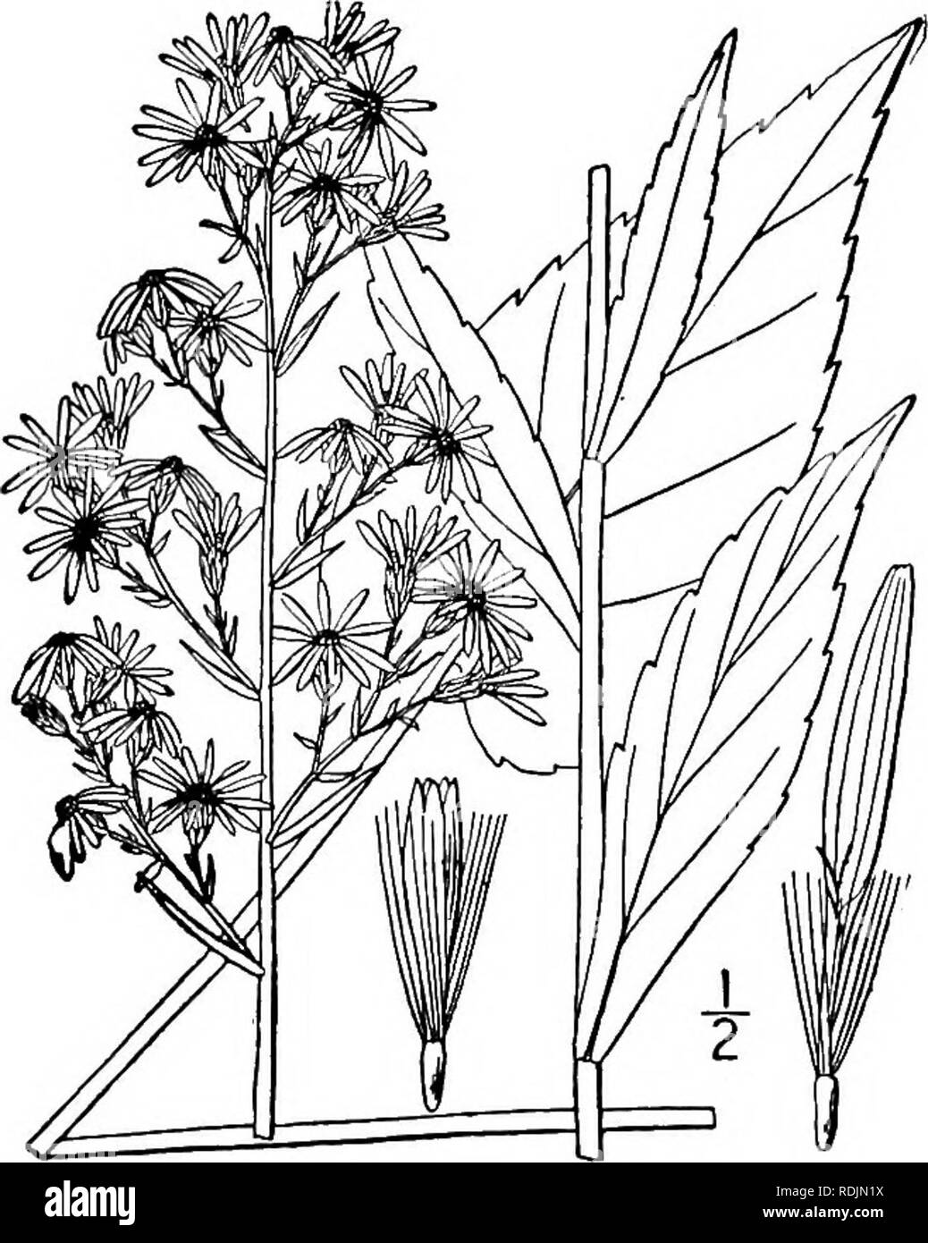 . An illustrated flora of the northern United States, Canada and the British possessions, from Newfoundland to the parallel of the southern boundary of Virginia, and from the Atlantic Ocean westward to the 102d meridian. Botany; Botany. 416 COMPOSITAE. Vol. III.. 22. Aster sagittifolius Willd. Arrow- leaved Aster. Fig. 4303. Aster sagittifolius Willd. Sp. PI. 3: 2035. 1804. Stem stout, or slender, strict, glabrous, or spar- ingly pubescent above, 2°-s° high, paniculately branched at the inflorescence, the branches as- cending. Leaves thin, slightly roughened, or gla- brous above, glabrate or p Stock Photo