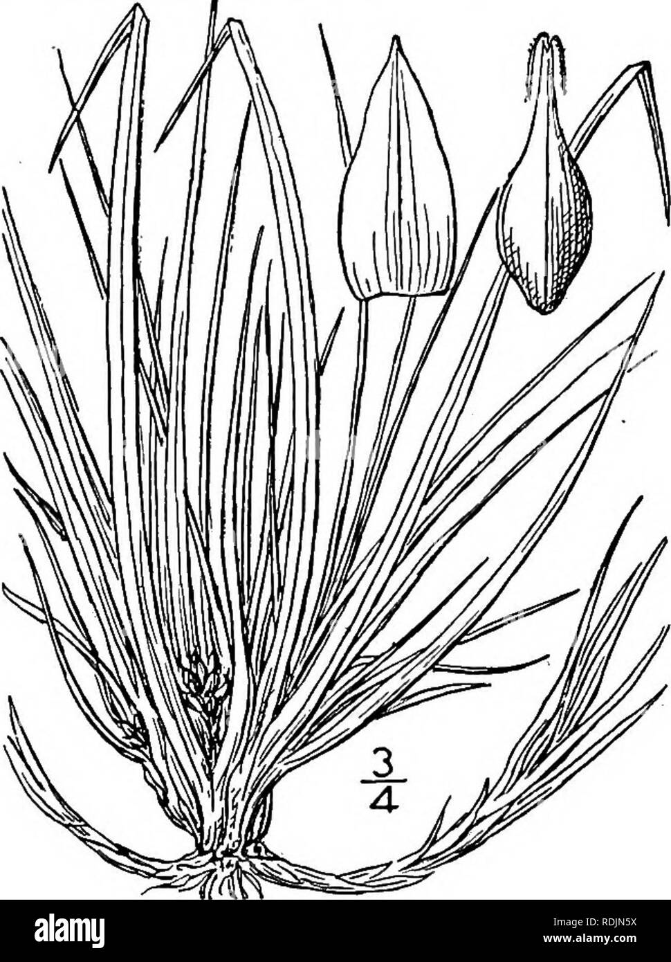 . An illustrated flora of the northern United States, Canada and the British possessions, from Newfoundland to the parallel of the southern boundary of Virginia, and from the Atlantic Ocean westward to the 102d meridian. Botany; Botany. 101. Carex umbellata Schk. Umbel-like Sedge. Fig. 968. Carex umbellata Schk.; Willd. Sp. PI. 4: 29°. 1805. Carex umbellata var. vicina Dewey, Am. Journ. Sci. 11: 317- Pi- D. f. 13. 1826. Rather light green, closely tufted and matted, strongly fibrillose at base, stoloniferous, culms phyllo- podic, filiform, i'-6' long. Leaves i&quot;-ii&quot; wide, slender, asc Stock Photo