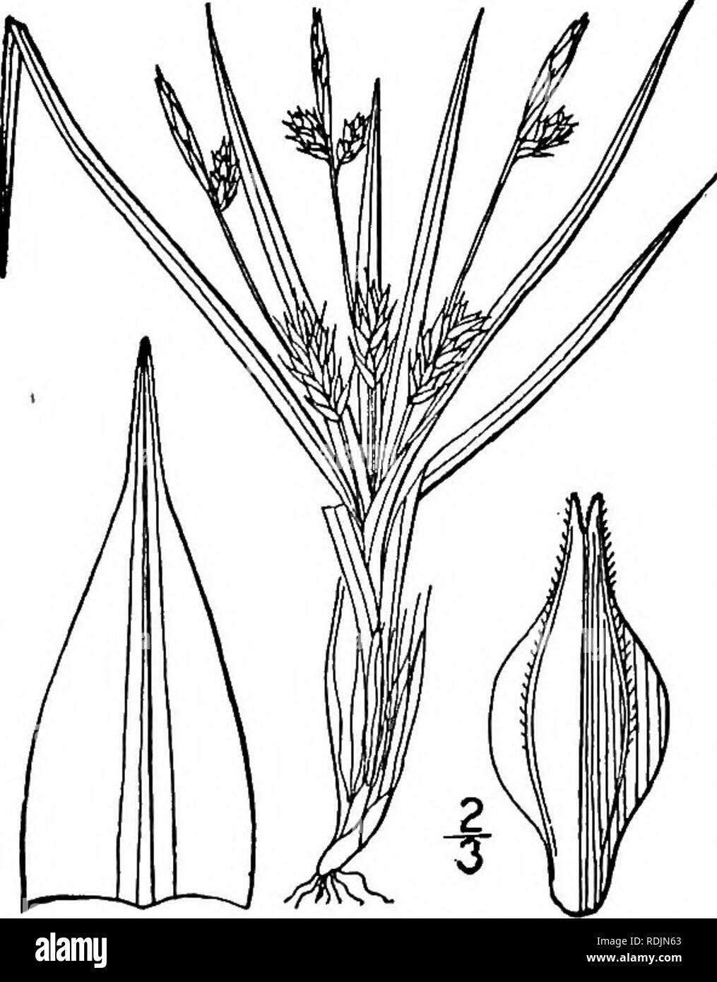 . An illustrated flora of the northern United States, Canada and the British possessions, from Newfoundland to the parallel of the southern boundary of Virginia, and from the Atlantic Ocean westward to the 102d meridian. Botany; Botany. 394 CYPERACEAE. Vol. I.. 101. Carex umbellata Schk. Umbel-like Sedge. Fig. 968. Carex umbellata Schk.; Willd. Sp. PI. 4: 29°. 1805. Carex umbellata var. vicina Dewey, Am. Journ. Sci. 11: 317- Pi- D. f. 13. 1826. Rather light green, closely tufted and matted, strongly fibrillose at base, stoloniferous, culms phyllo- podic, filiform, i'-6' long. Leaves i&quot;-ii Stock Photo