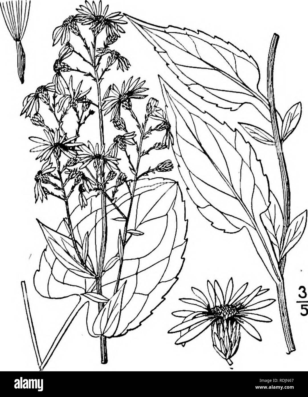 . An illustrated flora of the northern United States, Canada and the British possessions, from Newfoundland to the parallel of the southern boundary of Virginia, and from the Atlantic Ocean westward to the 102d meridian. Botany; Botany. Genus 31. THISTLE FAMILY. 4J5 19. Aster Lowrieanus Porter. Lowrie's or Fall Aster. Fig. 4300. Aster cordifolius var. laevigatus Porter, Bull. Torr. Club 16: 67. 1889. Not A. laevigatus Lam. 1783. Aster Lowrieanus Porter, Bull. Torr. Club 21: 121. 1894. Glabrous, or very nearly so throughout; stem branched, i°-4° high. Leaves thickish, firm, a little succulent,  Stock Photo