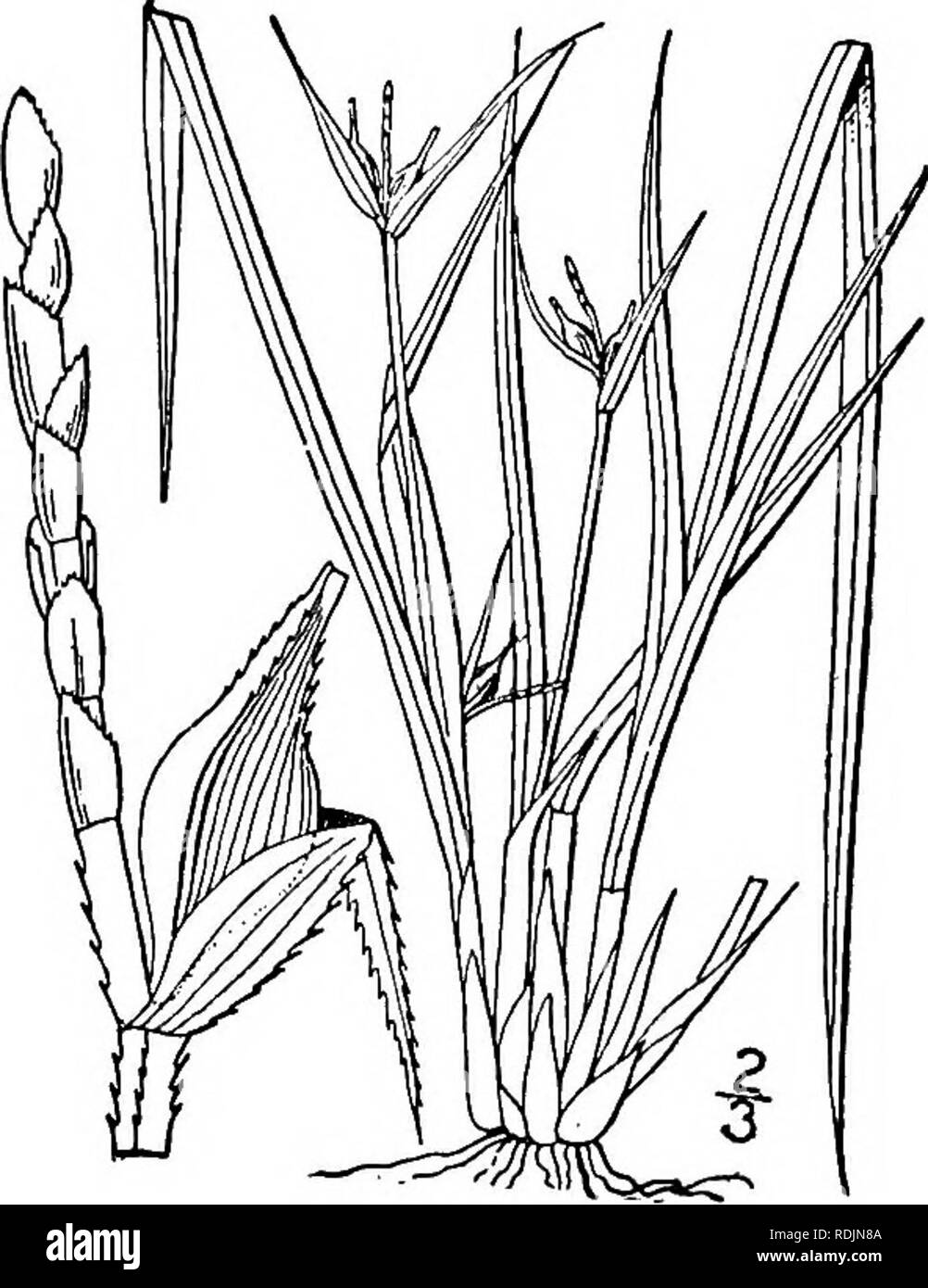 . An illustrated flora of the northern United States, Canada and the British possessions, from Newfoundland to the parallel of the southern boundary of Virginia, and from the Atlantic Ocean westward to the 102d meridian. Botany; Botany. 3S8 CYPERACEAE. Vol. I.. 83. Carex Jamesii Schwein. James' Sedge. Fig. 950. Carex Jamesii Schwein. Ann. Lye. N. Y. 1: 67. 1824. Carex Steudelii Kunth, Enum. 2: 480. 1837. Similar to the preceding species, but the leaves rather narrower, soft, spreading or ascending, very, much surpassing the spikes, the lowest mere clasping sheaths. Spikes androgynous, one or m Stock Photo