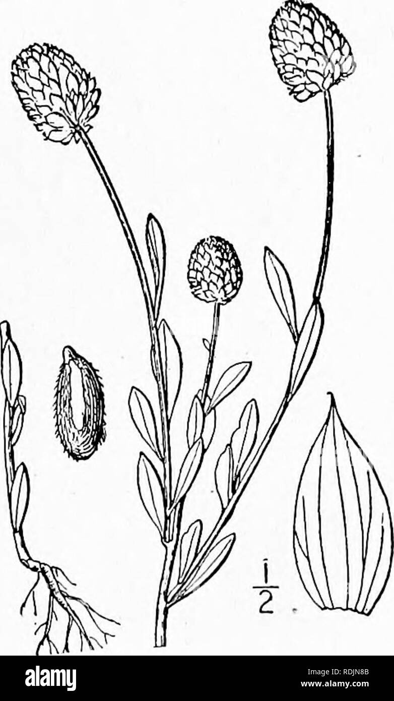. An illustrated flora of the northern United States, Canada and the British possessions, from Newfoundland to the parallel of the southern boundary of Virginia, and from the Atlantic Ocean westward to the 102d meridian. Botany; Botany. Leaves lanceolate, i'-2' long; tlowers white or greenish. 13. P.Senega. Spikes elongated-conic; flowers white. 14. P. alba. *** Flowers distinctly racemose, rose or purple. 15. P. polygama. **** Flowers 1-4, large, axillary, but apparently terminal, rose-purple to white. 16. P. paucifolia. I. Polygala cymosa Walt. Tall Pine- barren Milkwort. Fig. 2695. Polygala Stock Photo