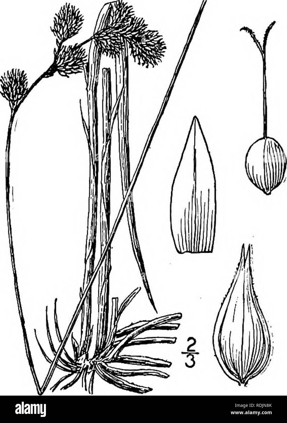 . An illustrated flora of the northern United States, Canada and the British possessions, from Newfoundland to the parallel of the southern boundary of Virginia, and from the Atlantic Ocean westward to the 102d meridian. Botany; Botany. Genus 18. SEDGE FAMILY. 3S7 80. Carex aenea Fernald. Fernald's Hay Sedge. Fig. 947. Carex foenea var. sparsifiora Howe, Rep. N. Y. Mus. Nat. Hist. 48 : 44. 1895. Not C. sparsifiora Fries. Carex aenea Fernald, Proc. Am. Acad. 22: 480. 1902. ' Culms slender, nodding, ii°-3° high, smooth except immediately below head. Leaves ii&quot;-2&quot; wide, shorter than the Stock Photo