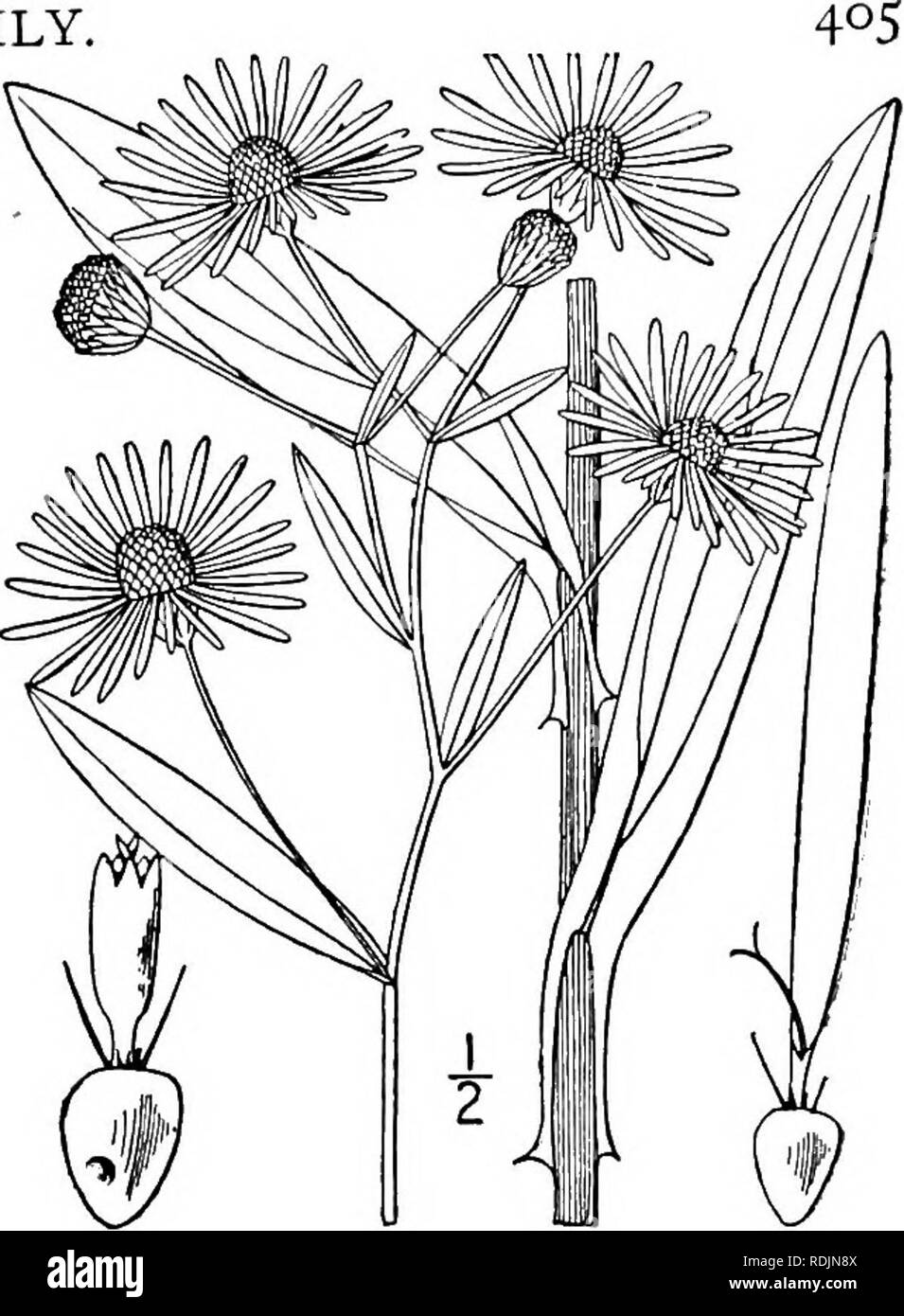 . An illustrated flora of the northern United States, Canada and the British possessions, from Newfoundland to the parallel of the southern boundary of Virginia, and from the Atlantic Ocean westward to the 102d meridian. Botany; Botany. Genus 29. THISTLE FAMILY, 4. Boltonia decurrens (T. &amp; G.) Wood. Clasping-leaved Boltonia. Fig. 4278. Bol'.onia glastifolia var. (1) decurrens T. &amp; G. Fl. N. A. 2: 188. 1841. Boltonia decurrens Wood, Bot. &amp; Flor. 166. 1870. Boltonia asteroides var. decurrens Engelm.; A. Gray, Syn. Fl. 1: Part 2, 166. 1884. Stout, 3°-6° high, branched above. Leaves ob Stock Photo
