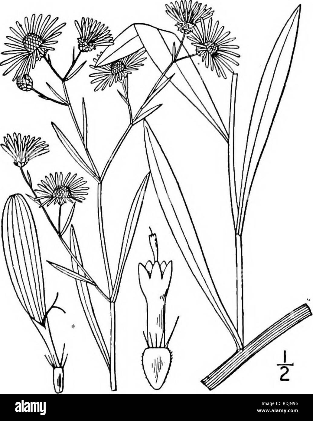 . An illustrated flora of the northern United States, Canada and the British possessions, from Newfoundland to the parallel of the southern boundary of Virginia, and from the Atlantic Ocean westward to the 102d meridian. Botany; Botany. i. Boltonia diffusa Ell. Panicled Boltonia. Fig. 4275- Boltonia diffusa Ell. Bot. S. C. &amp; Ga. 2: 400. 1824. Paniculately much branched, 2°-7° high, the branches very slender or filiform. Leaves linear, or the lower linear-lanceolate, acutish, the larger 1-2' long, 1V-2&quot; wide, those of the branches very small and subulate; heads about 2&quot; high; disk Stock Photo