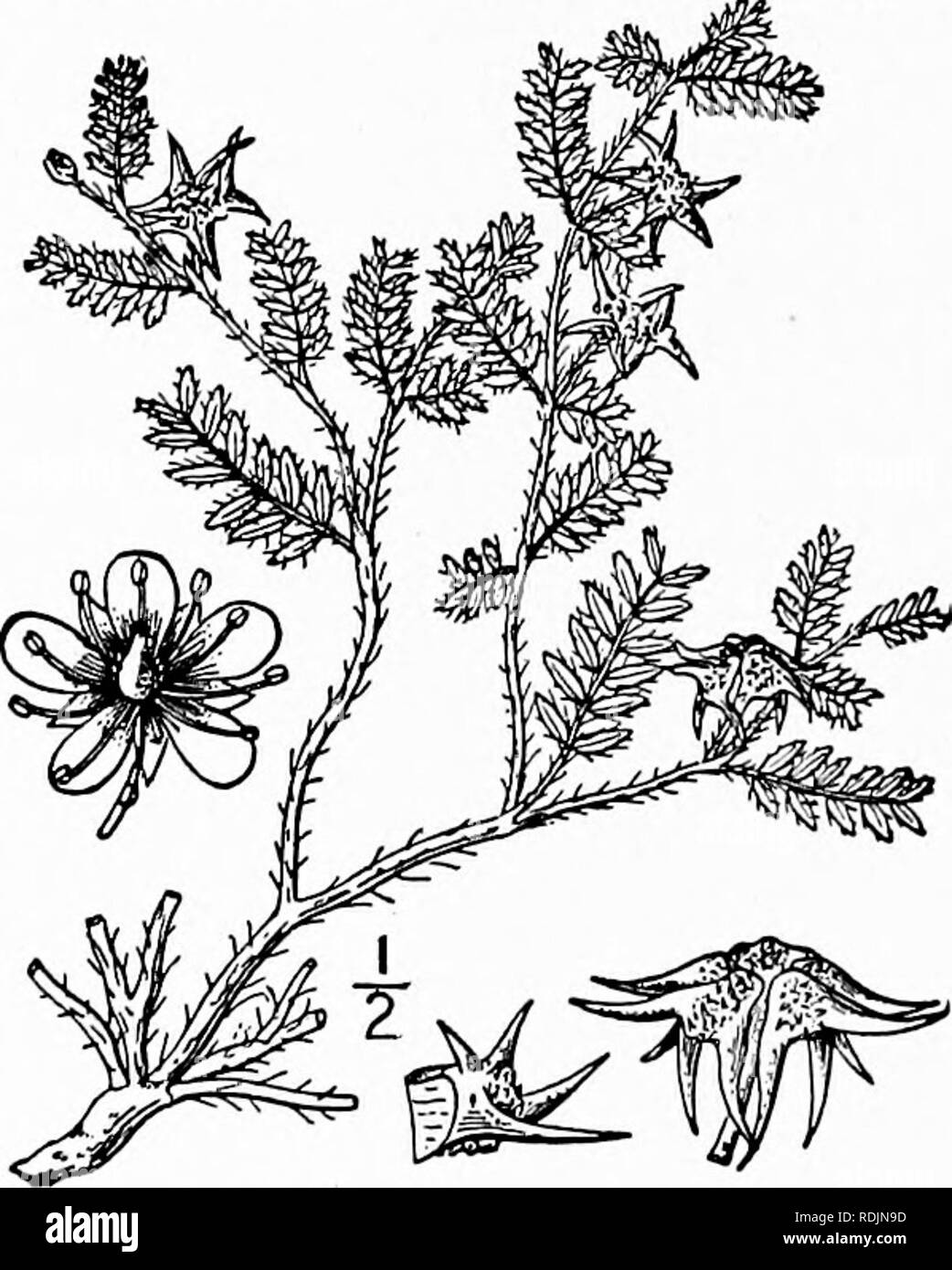 . An illustrated flora of the northern United States, Canada and the British possessions, from Newfoundland to the parallel of the southern boundary of Virginia, and from the Atlantic Ocean westward to the 102d meridian. Botany; Botany. 442 ZYGOPHYLLACEAE. Vol. II. Family 66. ZYGOPHYLLACEAE Lindl. Nat. Syst. 1830. Caltrop Family. Herbs, shrubs, or some tropical species trees, the branches often jointed to the nodes. Leaves mostly opposite, stipulate, pinnate, or 2-3-foliolate, the leaflets entire. Stipules persistent. Flowers perfect, axillary, peduncled. Sepals usually 5, distinct, or united  Stock Photo