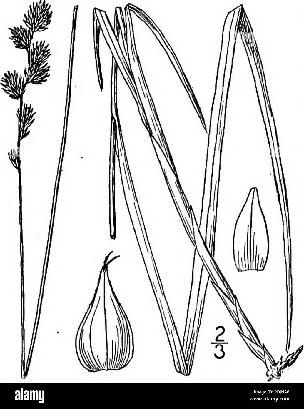 . An illustrated flora of the northern United States, Canada and the British possessions, from Newfoundland to the parallel of the southern boundary of Virginia, and from the Atlantic Ocean westward to the 102d meridian. Botany; Botany. 66. Carex straminea Willd. Straw Sedge. Dog- grass. Fig. 933. Carex straminea Willd.; Schk. Riedgr. 49. /. $4. 1801. Carex tenera Dewey, Am. Journ. Sci. 8 : 97. 1824. Culms very slender, roughish above, i°-2i° long, the top often nodding. Leaves 1&quot; wide or less, long-pointed, shorter than the culm; bracts short or the lower bristle- form and exceeding its  Stock Photo