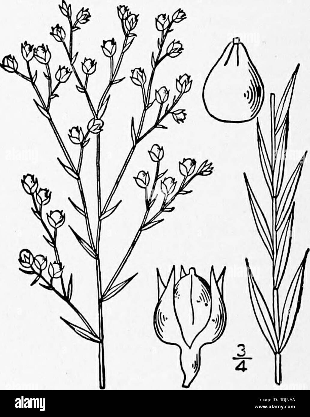 . An illustrated flora of the northern United States, Canada and the British possessions, from Newfoundland to the parallel of the southern boundary of Virginia, and from the Atlantic Ocean westward to the 102d meridian. Botany; Botany. The plant of the Atlantic Coast, from Massachusetts to Georgia, has somewhat smaller flowers and capsules than the Florida type, and has recently been described as distinct from it as Linum intercursum Bicknell. 5. Cathartolinum catharticum (L.) Small. Dwarf or Cathartic Flax. Fig. 2681. Linum catharticum L. Sp. PI. 281. 1753. Cathartolinum catharticum Small, N Stock Photo