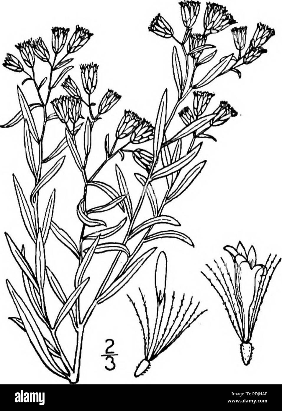 . An illustrated flora of the northern United States, Canada and the British possessions, from Newfoundland to the parallel of the southern boundary of Virginia, and from the Atlantic Ocean westward to the 102d meridian. Botany; Botany. Genus 23. THISTLE FAMILY. 399 2. Euthamia floribunda Greene. Small-headed Bushy Golden-rod. Fig. 4263. B. floribunda Greene, Pittonia 5: 74. 1902. Solidago polycephala Fernald, Rhodora 10: 93. 1908. Finely roughish-pubescent, at least above, panicu- lately branched, 2°-3° high. Leaves linear-lanceo- late, the larger 2-3' long, 2i&quot;3&quot; wide, 3-nerved, t Stock Photo
