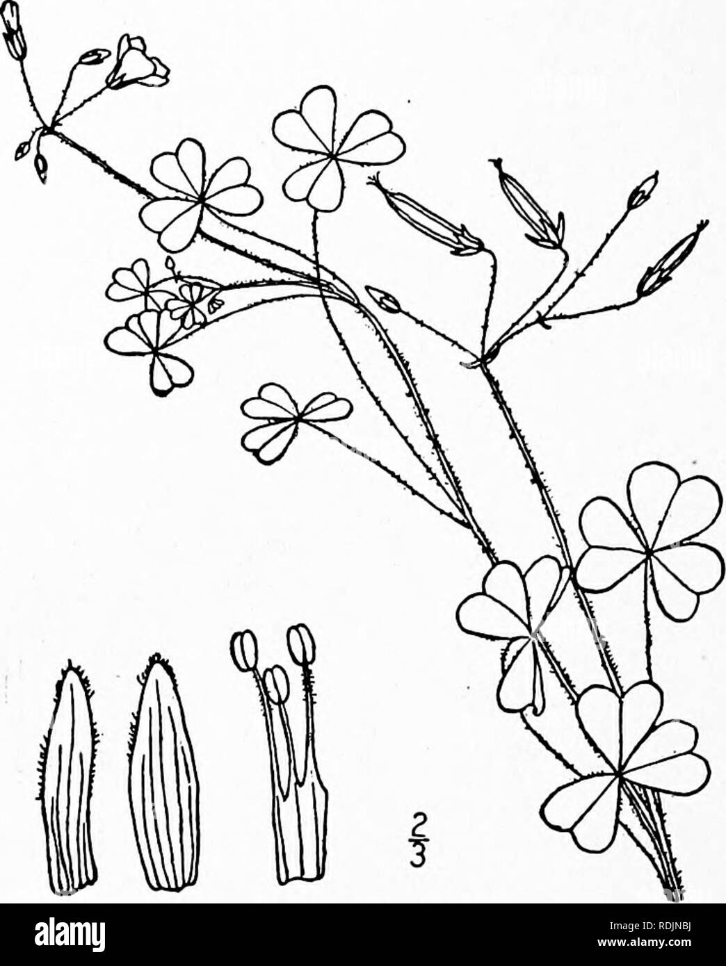 . An illustrated flora of the northern United States, Canada and the British possessions, from Newfoundland to the parallel of the southern boundary of Virginia, and from the Atlantic Ocean westward to the 102d meridian. Botany; Botany. 434 OXALIDACEAE. Vol. II.. 7. Xanthoxalis interior Small. Mid- land Wood-sorrel. Fig. 2671. X. interior Small, FI. SE. U. S. 668. 1903. Stems usually solitary, i°-2° tall, hirsute; leaflets bright green throughout, io&quot;-i5&quot; wide, or some of them smaller, copiously strigillose, somewhat ciliate; cymes normally dichoto- mous, with some of the branches mo Stock Photo