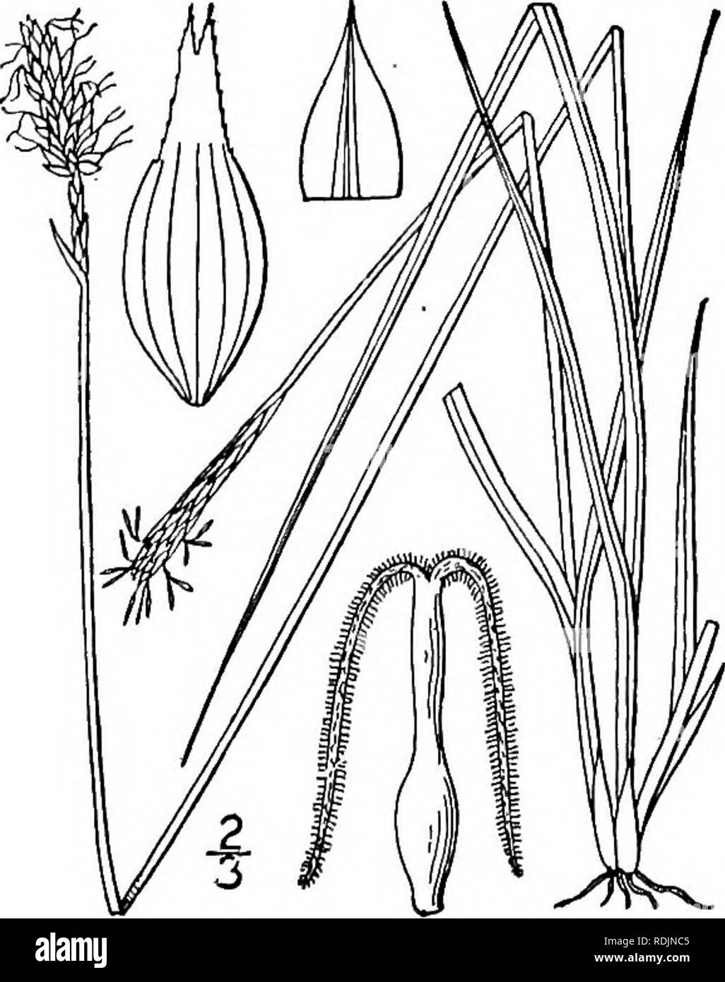 . An illustrated flora of the northern United States, Canada and the British possessions, from Newfoundland to the parallel of the southern boundary of Virginia, and from the Atlantic Ocean westward to the 102d meridian. Botany; Botany. . Please note that these images are extracted from scanned page images that may have been digitally enhanced for readability - coloration and appearance of these illustrations may not perfectly resemble the original work.. Britton, Nathaniel Lord, 1859-1934; Brown, Addison, 1830-1913. New York, Scribner Stock Photo