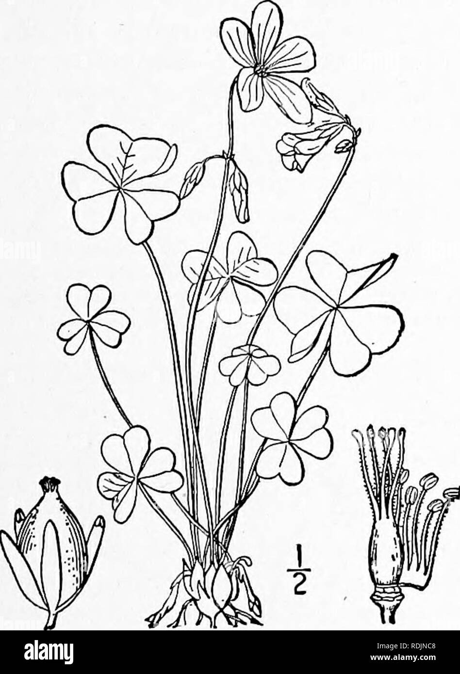 . An illustrated flora of the northern United States, Canada and the British possessions, from Newfoundland to the parallel of the southern boundary of Virginia, and from the Atlantic Ocean westward to the 102d meridian. Botany; Botany. lonoxalis violacea (L.) Small. Wood-sorrel. Fig. 2664. Violet Oxalis violacea L. Sp. PI. 434. 1753. lonoxalis violacea Small, Fl. SE. U. S. 665. 1903. Perennial from a brownish bulb with ciliate scales, acaulescent, 4-9' high, nearly or quite glabrous. Leaves generally 4-8, long and slender-petioled, about i' wide; leaflets obcordate, minutely reticu- lated, th Stock Photo